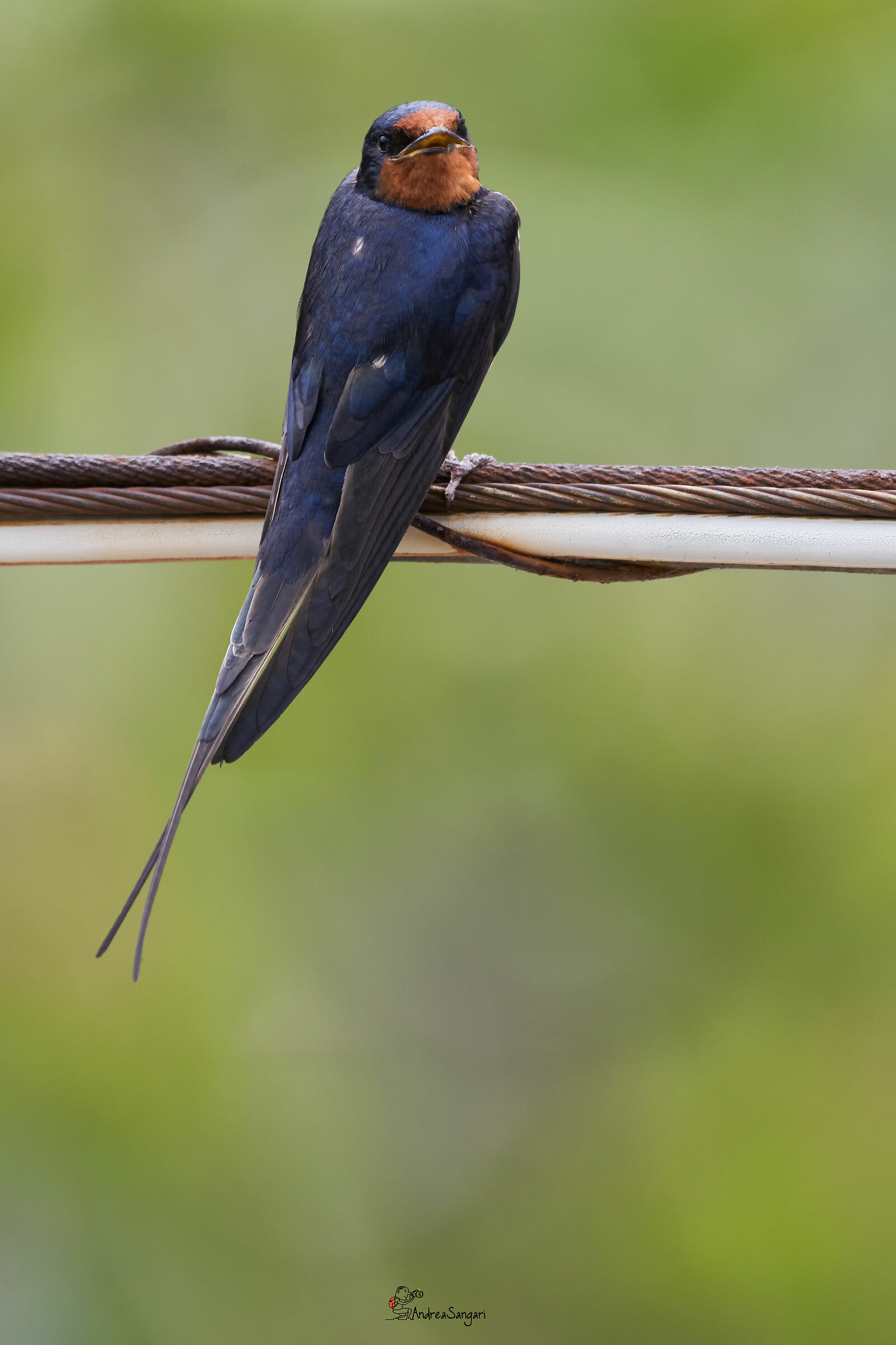 The host of the house