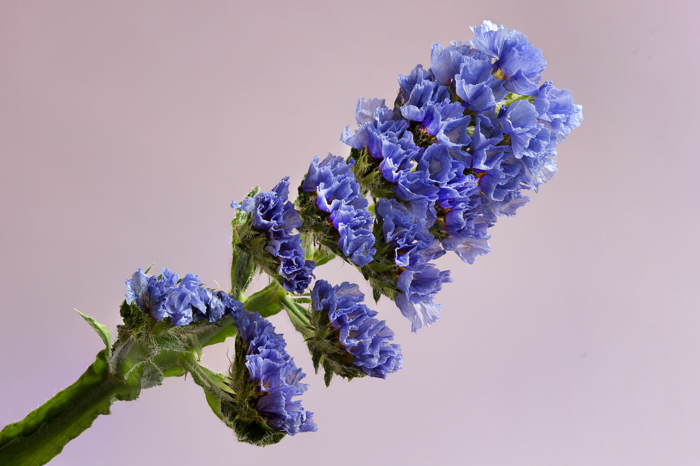 Limonium