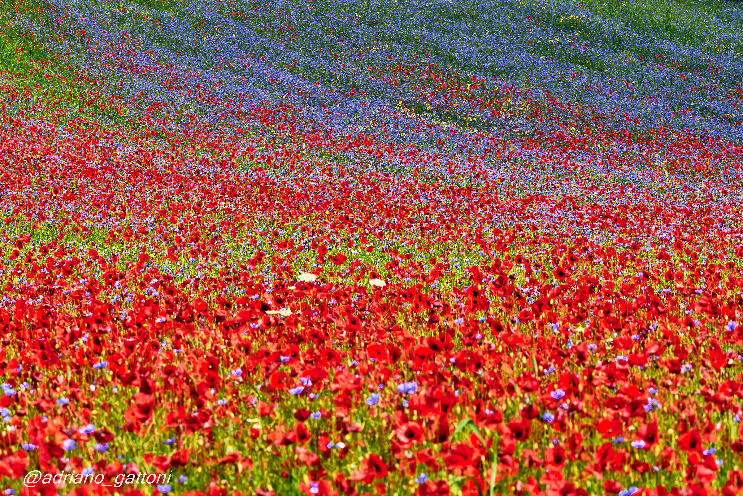 Castelluccio impressionista!