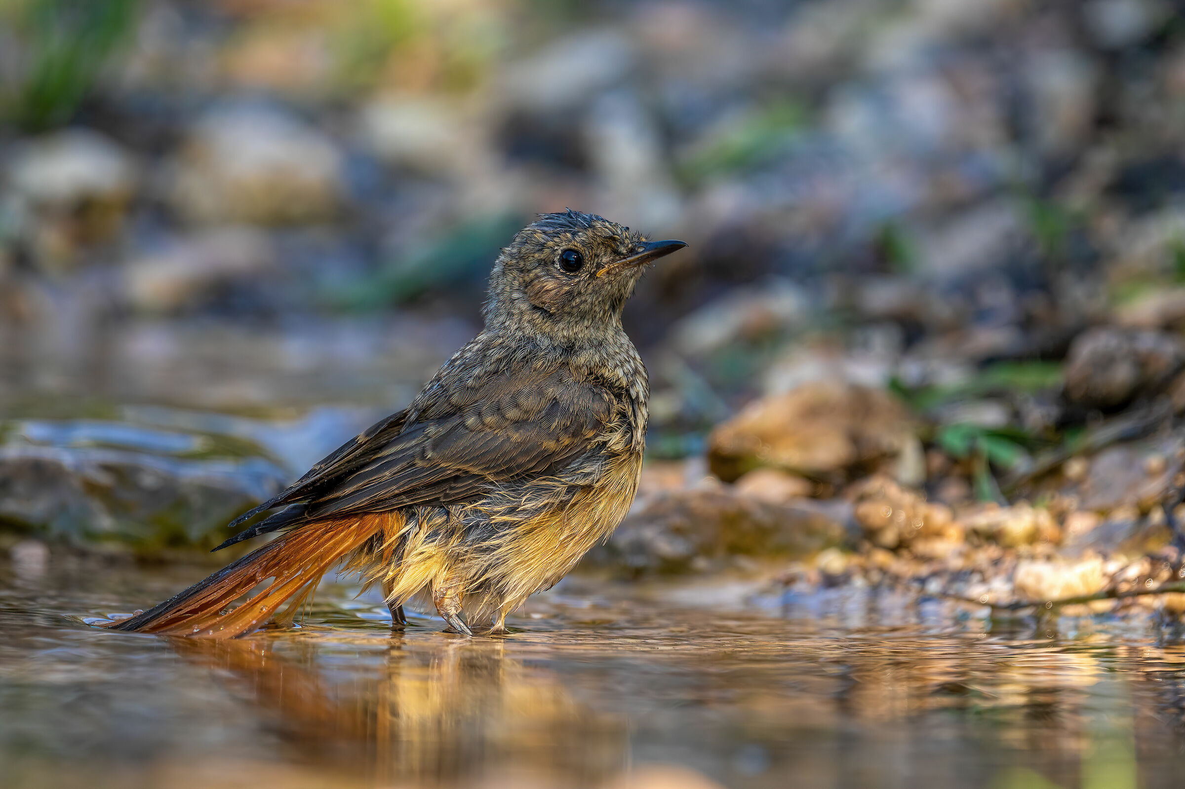 Un giovane codirosso