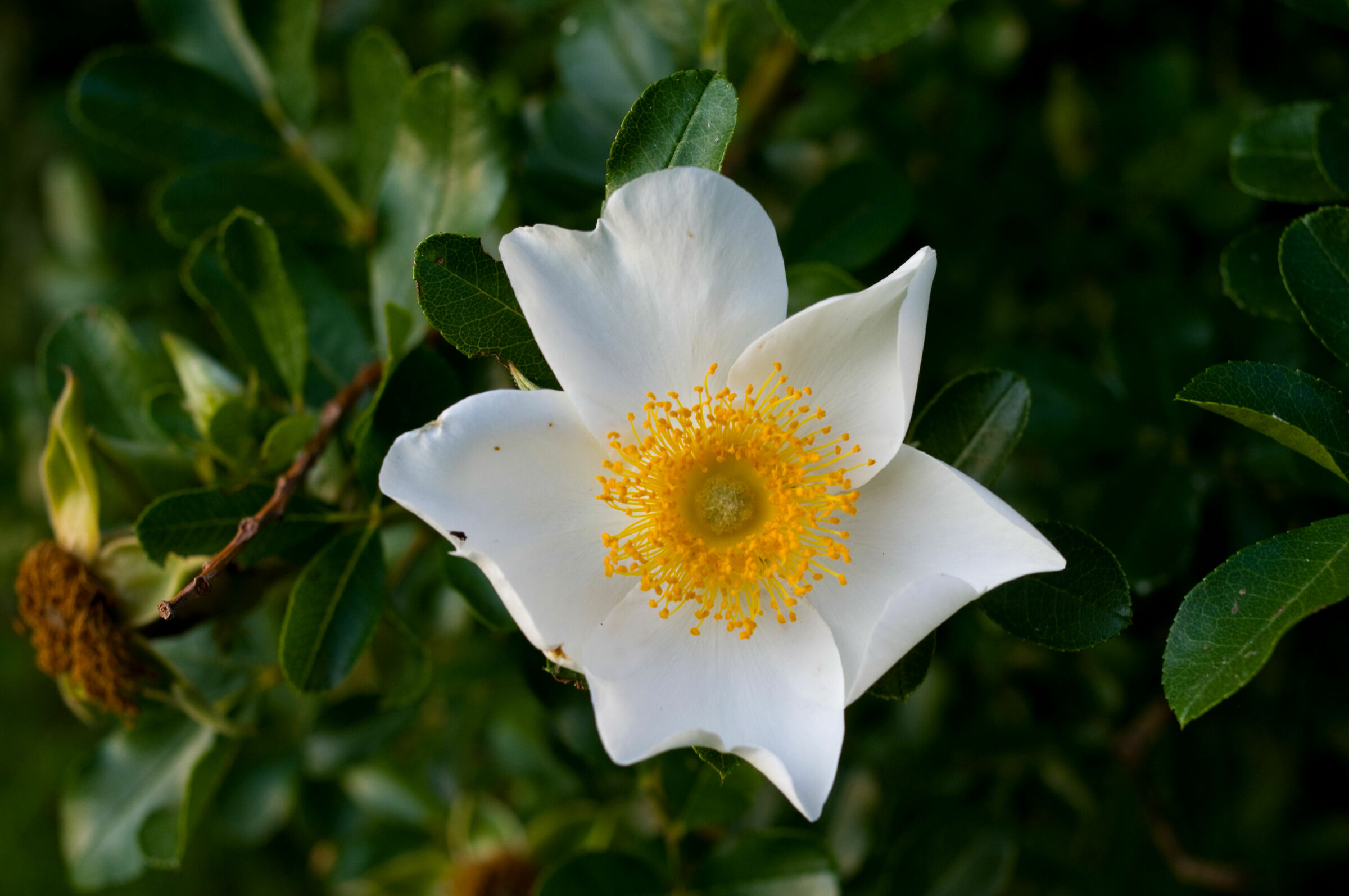 Rosa Bracteata