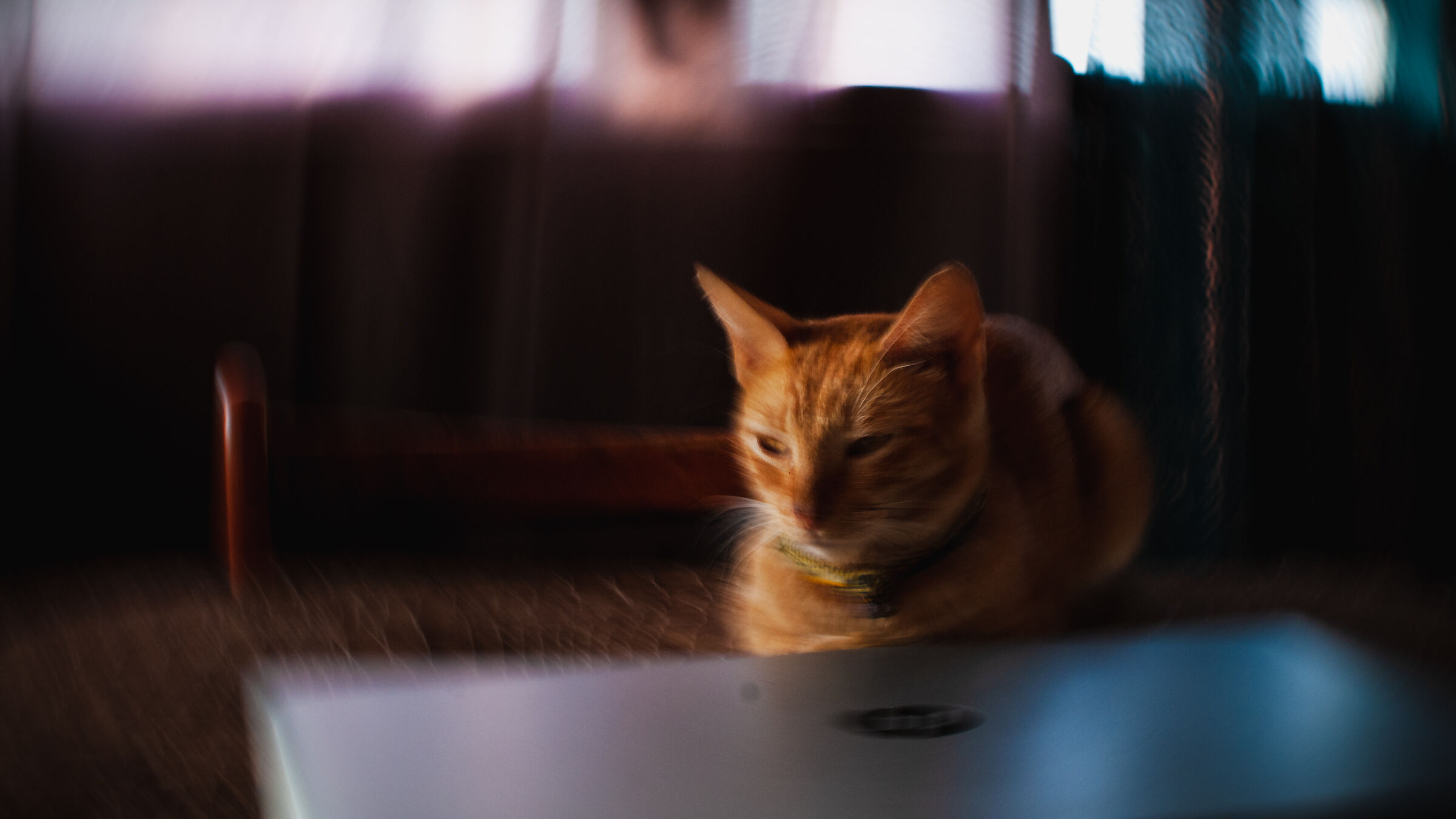 flou cat