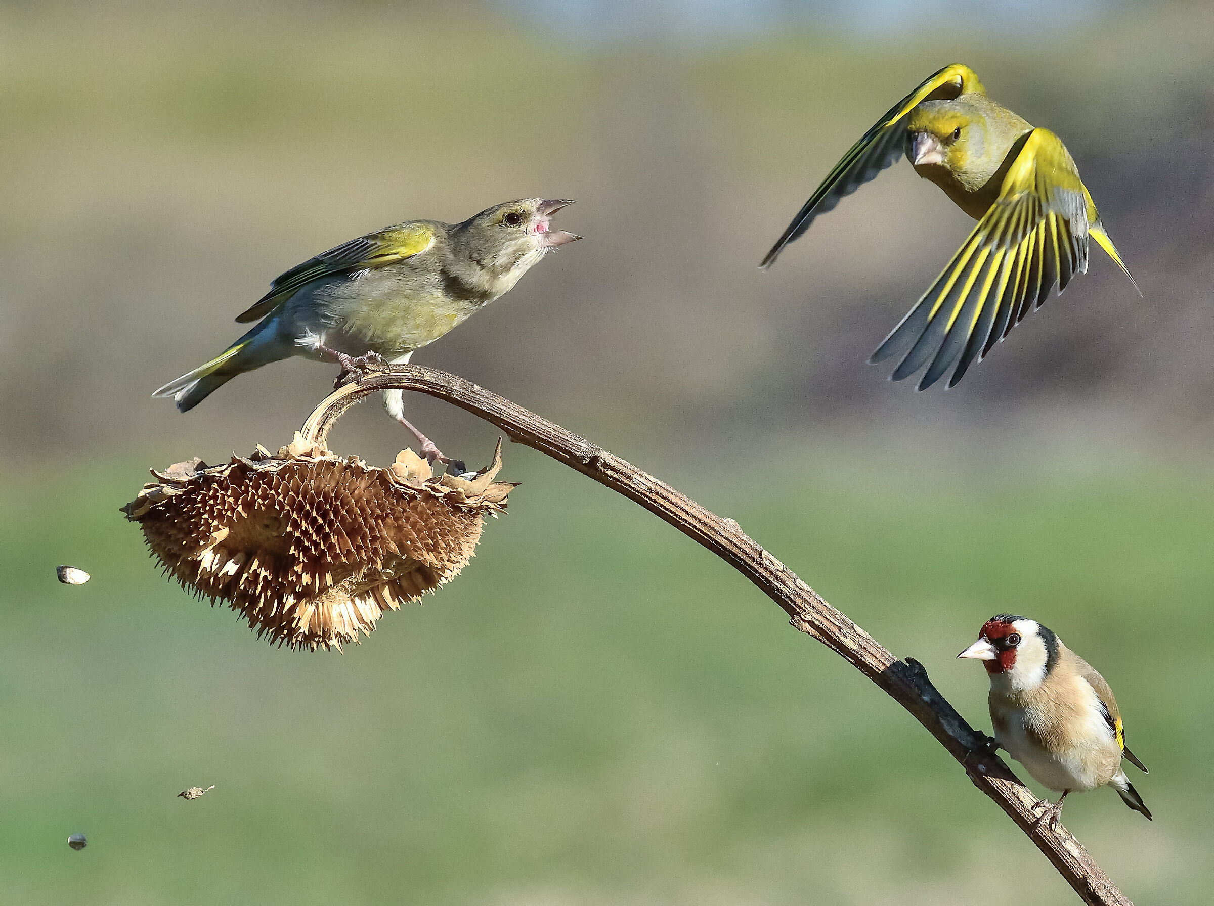 verdoni e cardellino