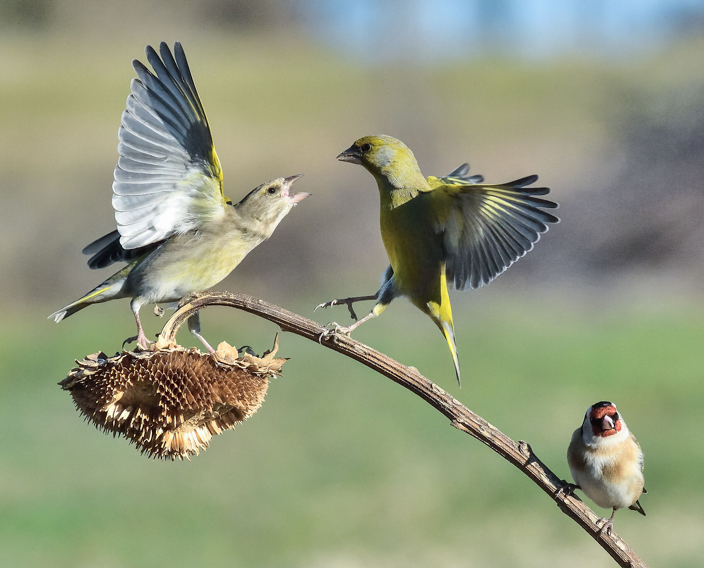 verdoni e cardellino