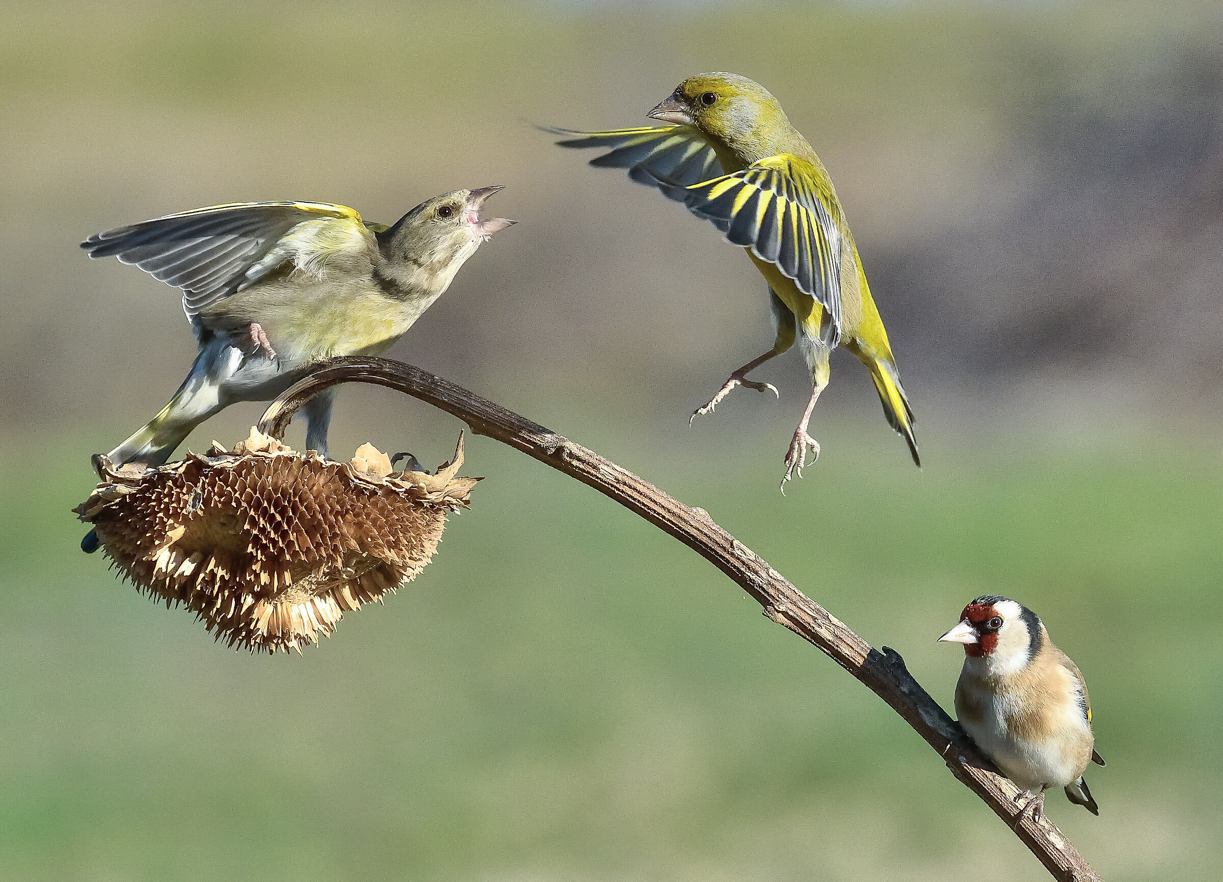 verdoni e cardellino