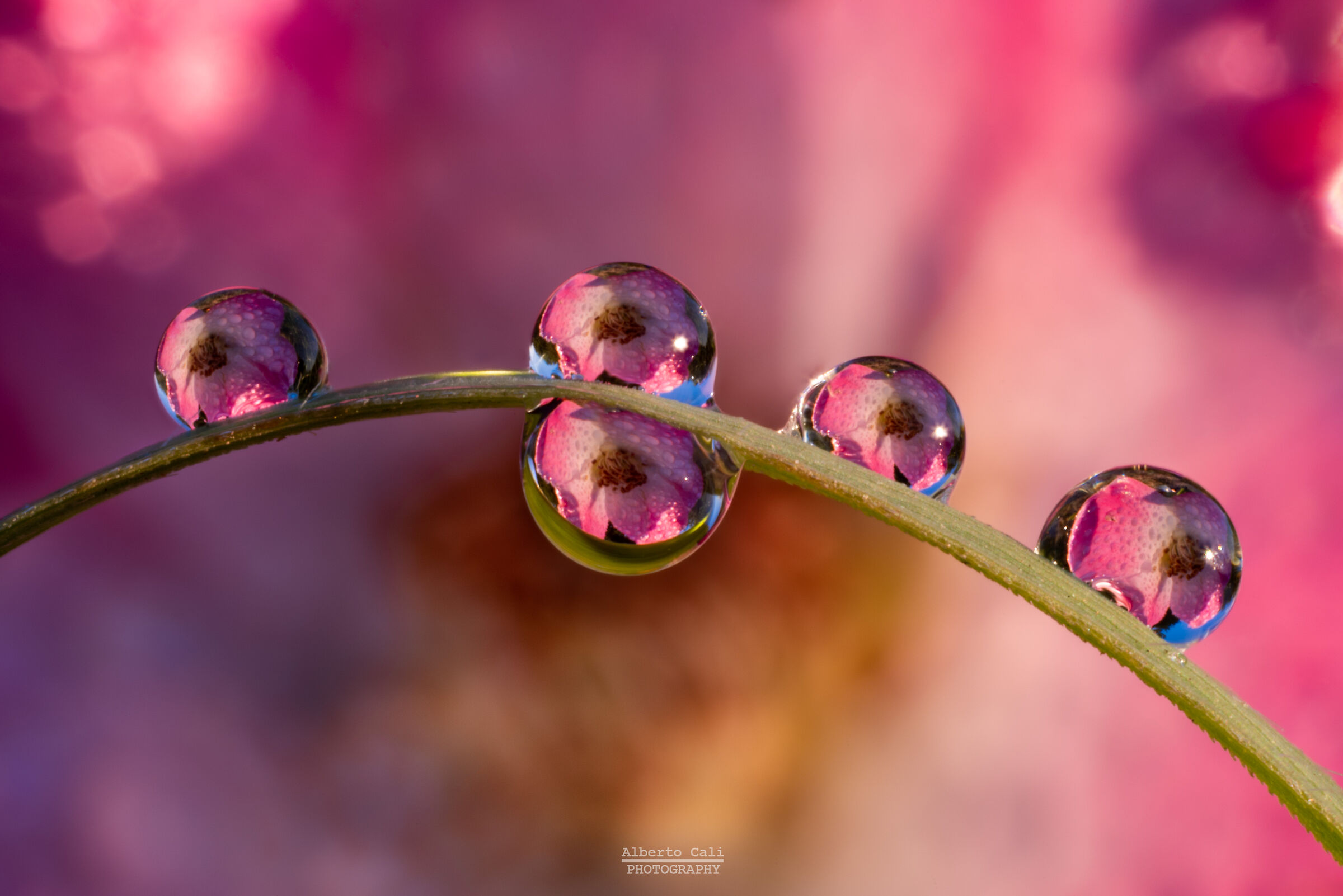 Riflessi di fiore nelle gocce