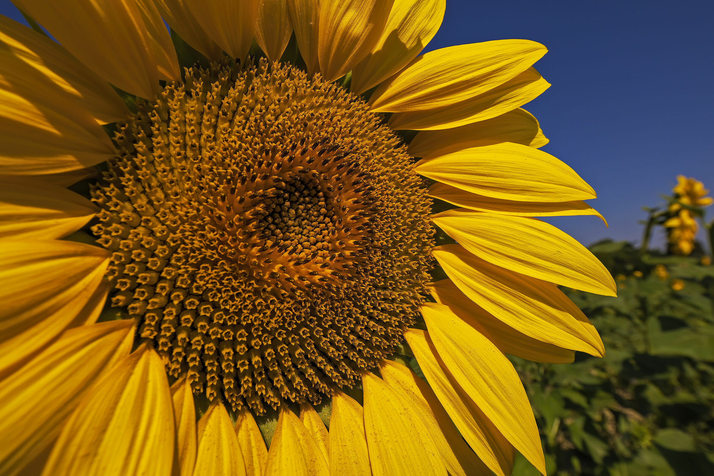 Giallo Girasole