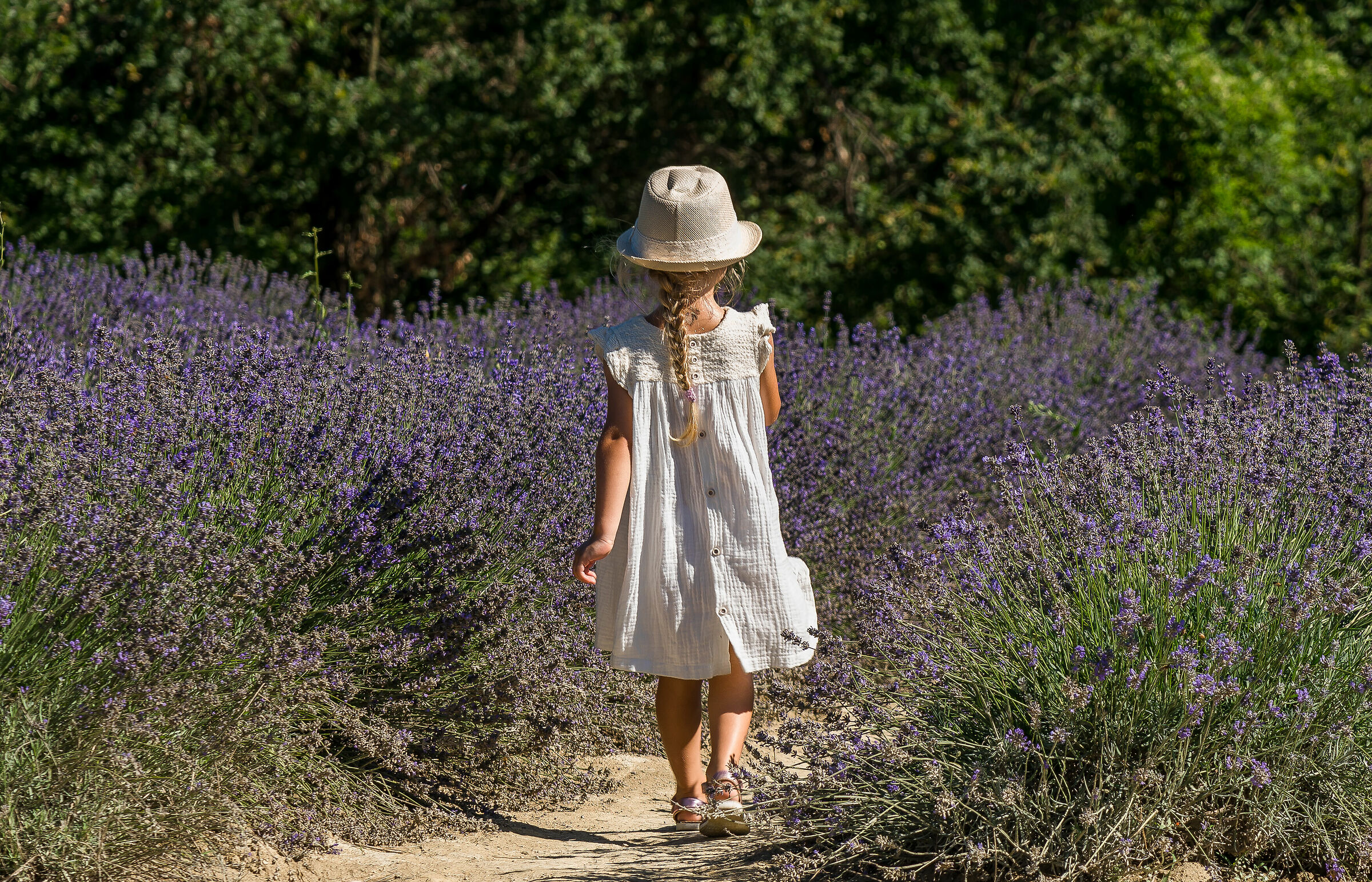 walking among the lavender.....