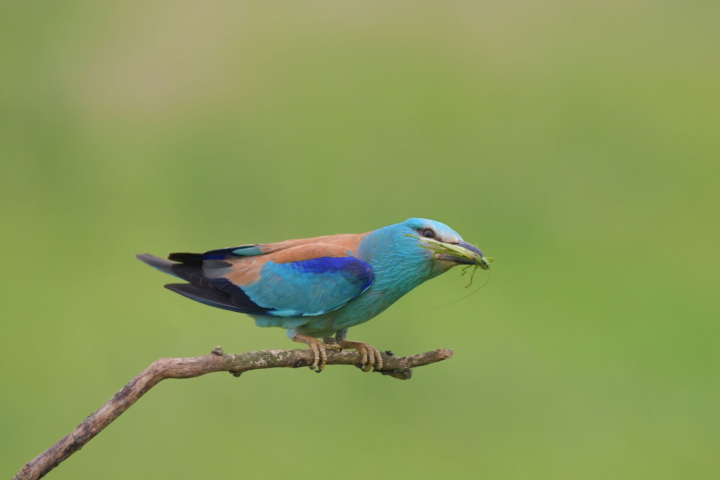 ghiandaia marina con cavalletta
