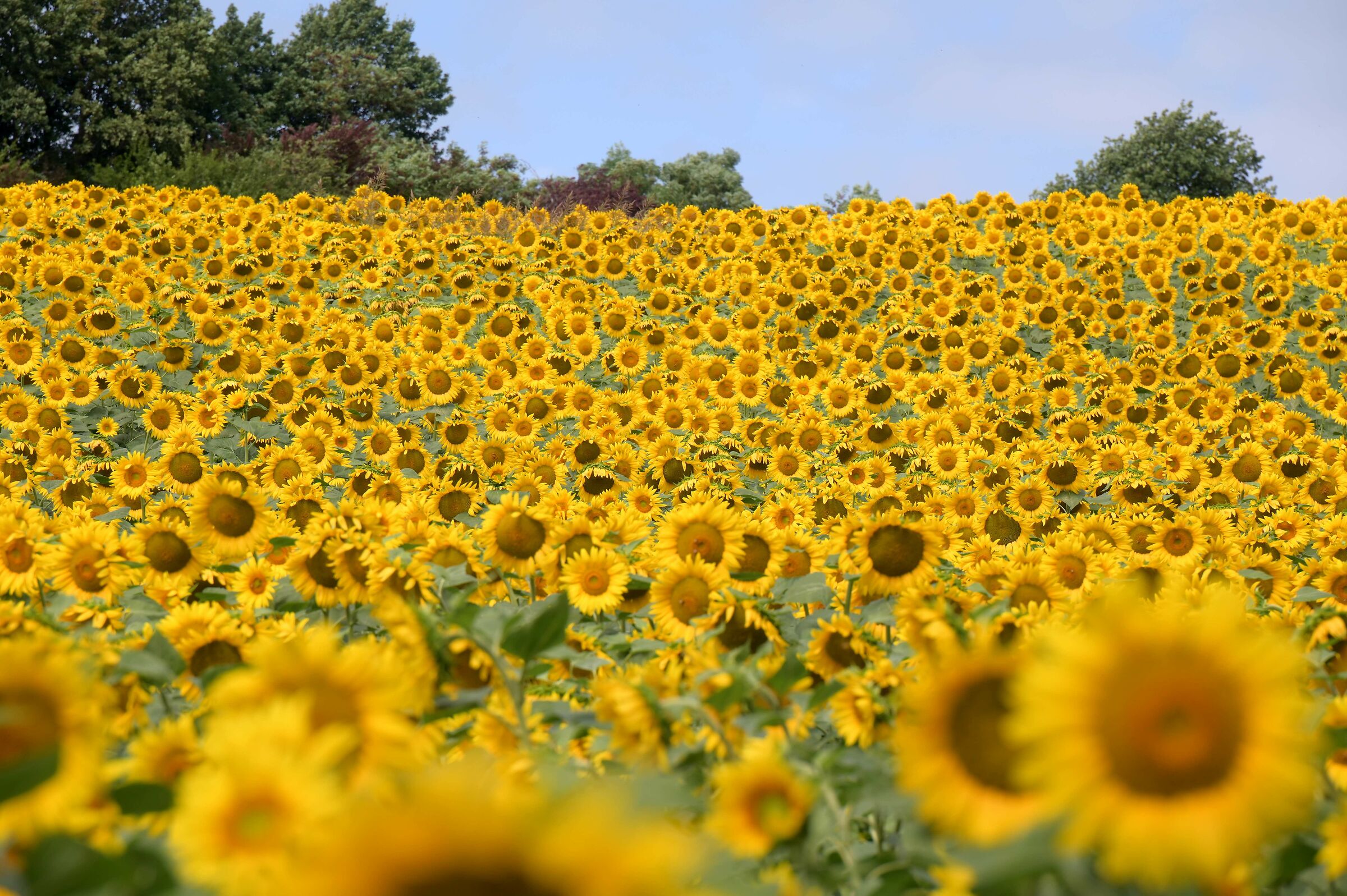 A sea of sunflowers