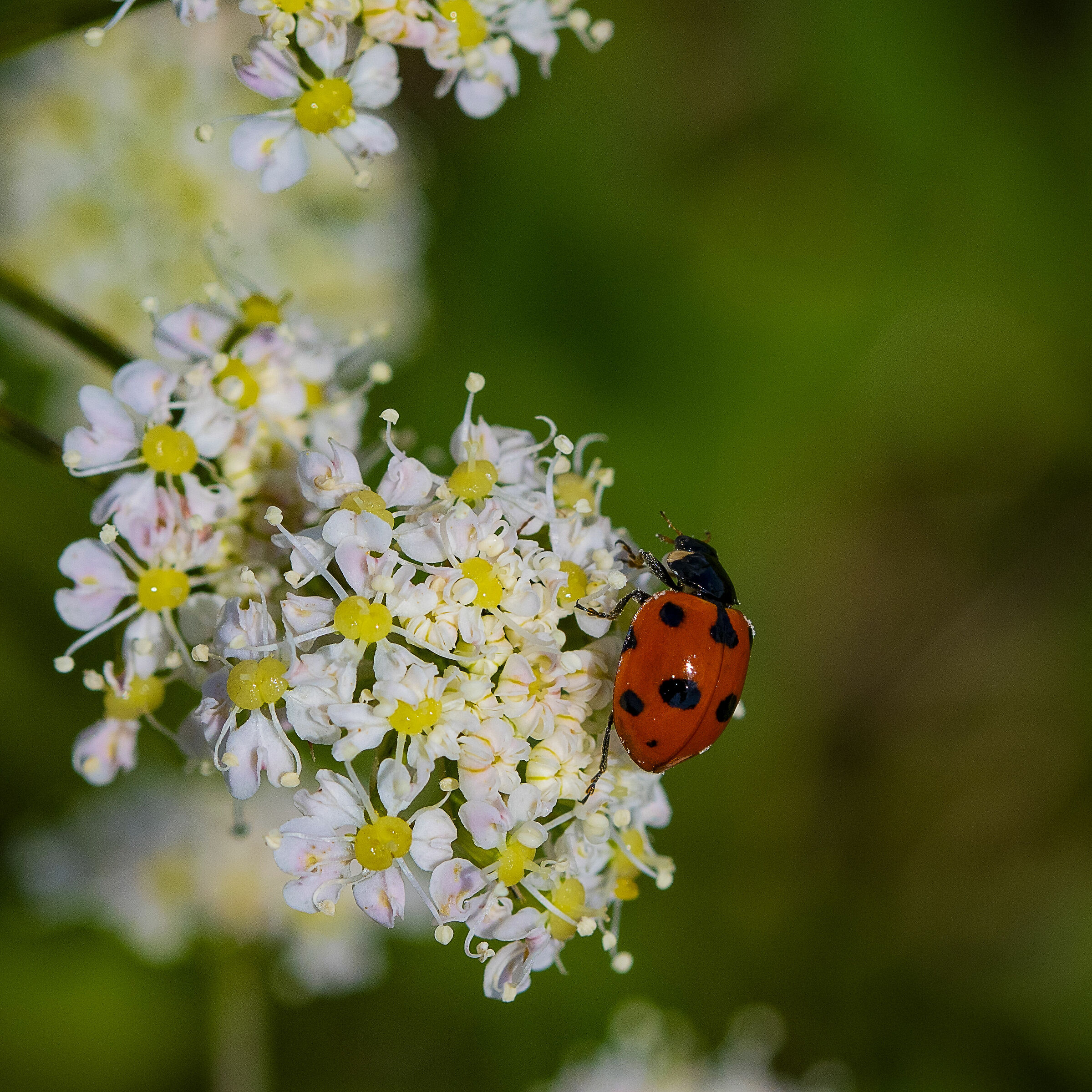 Coccinella