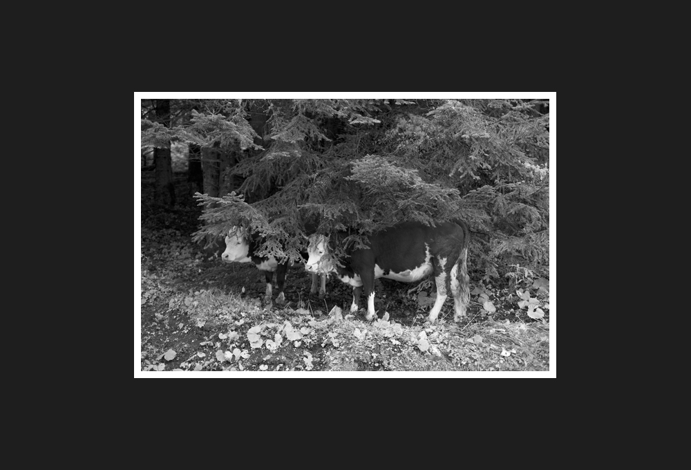cow in the high tanaro valley, 2014