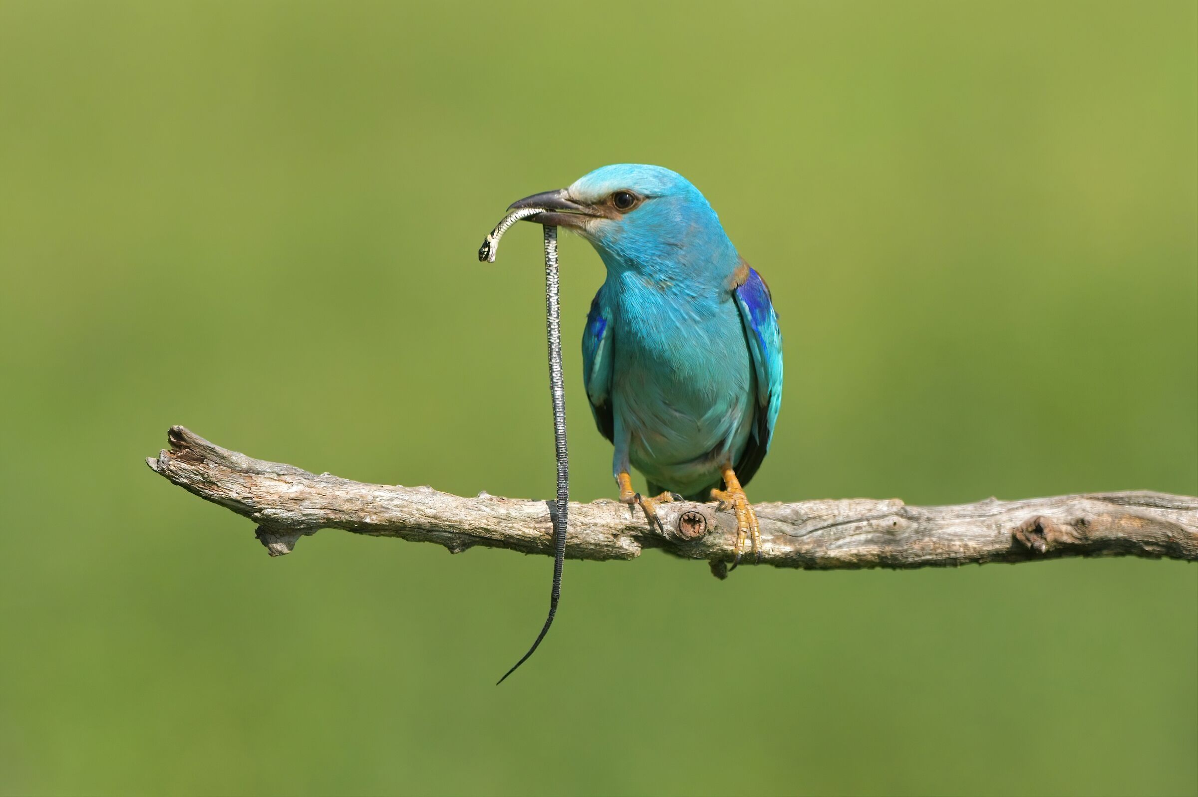 ghiandaia marina con biscia