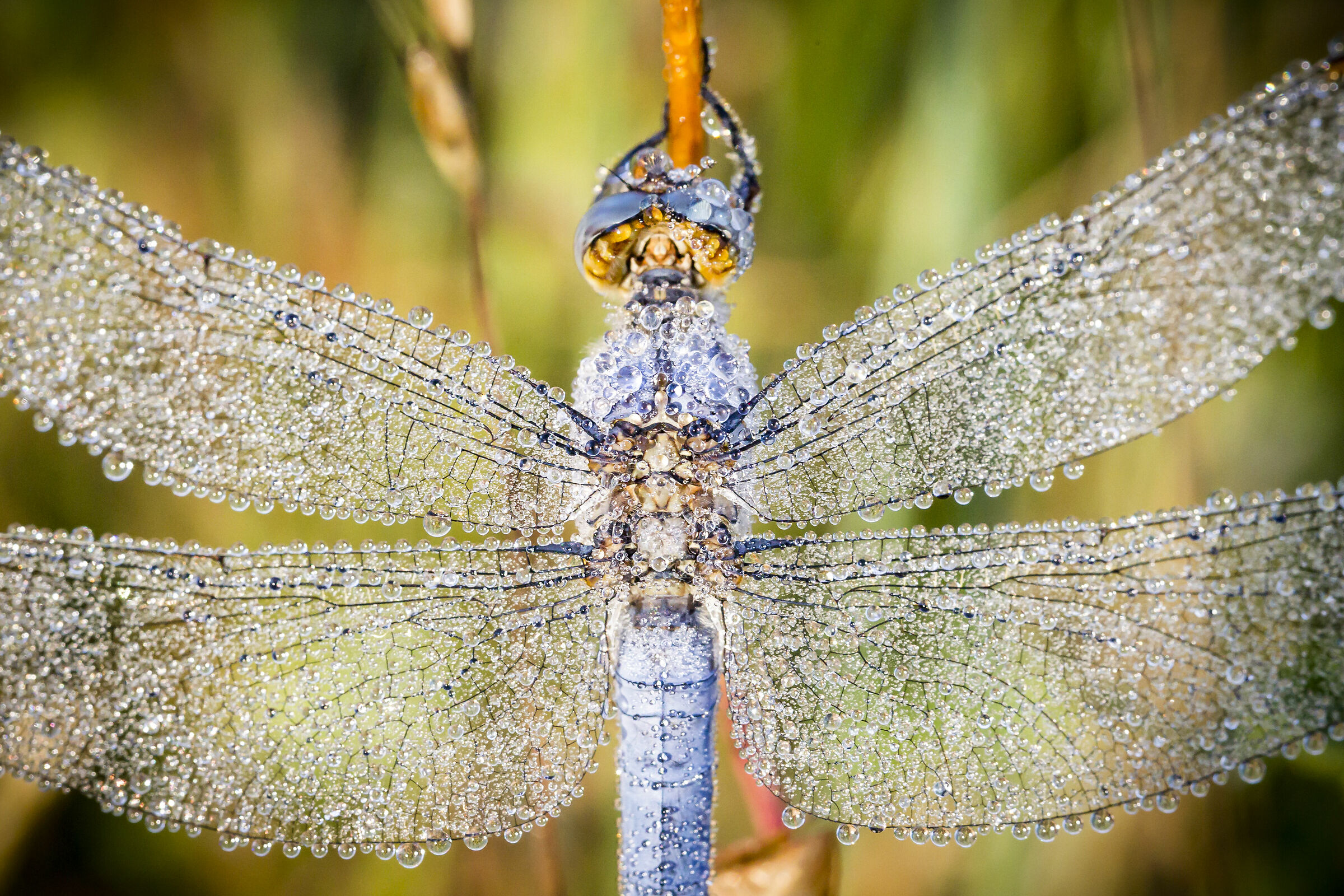 A Dragonfly Jewel