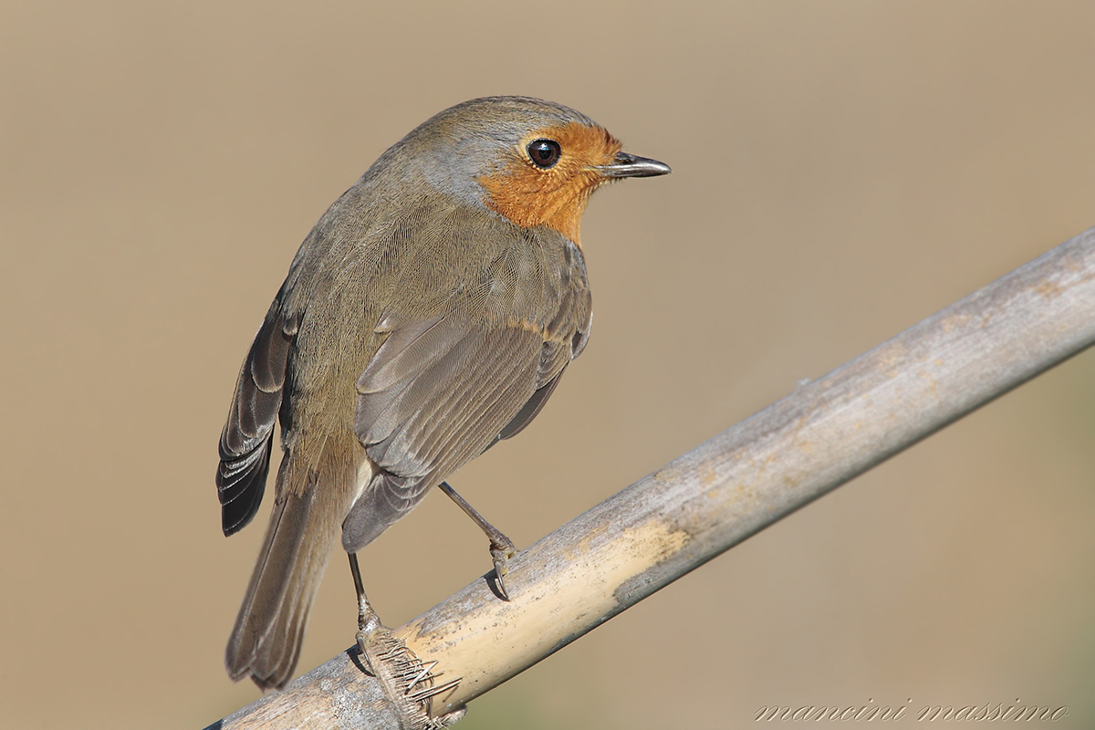 Pettirosso (Erithacus rubecula)