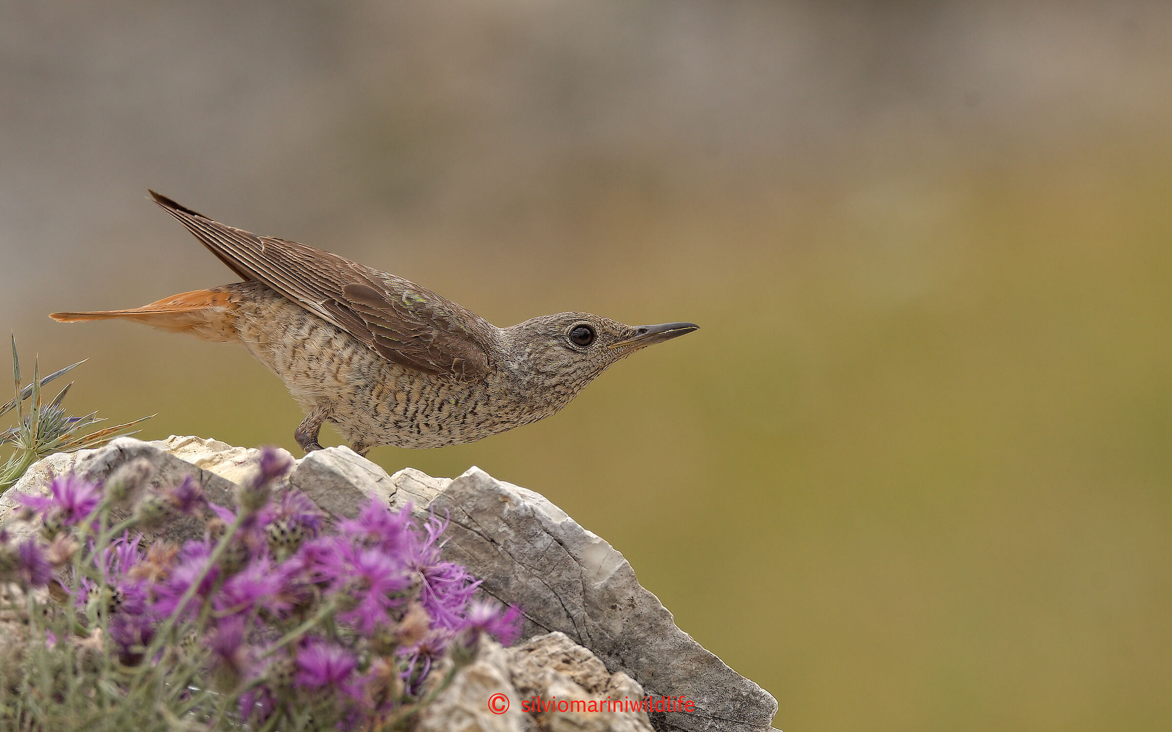 Codirossone (Monticola saxatilis)