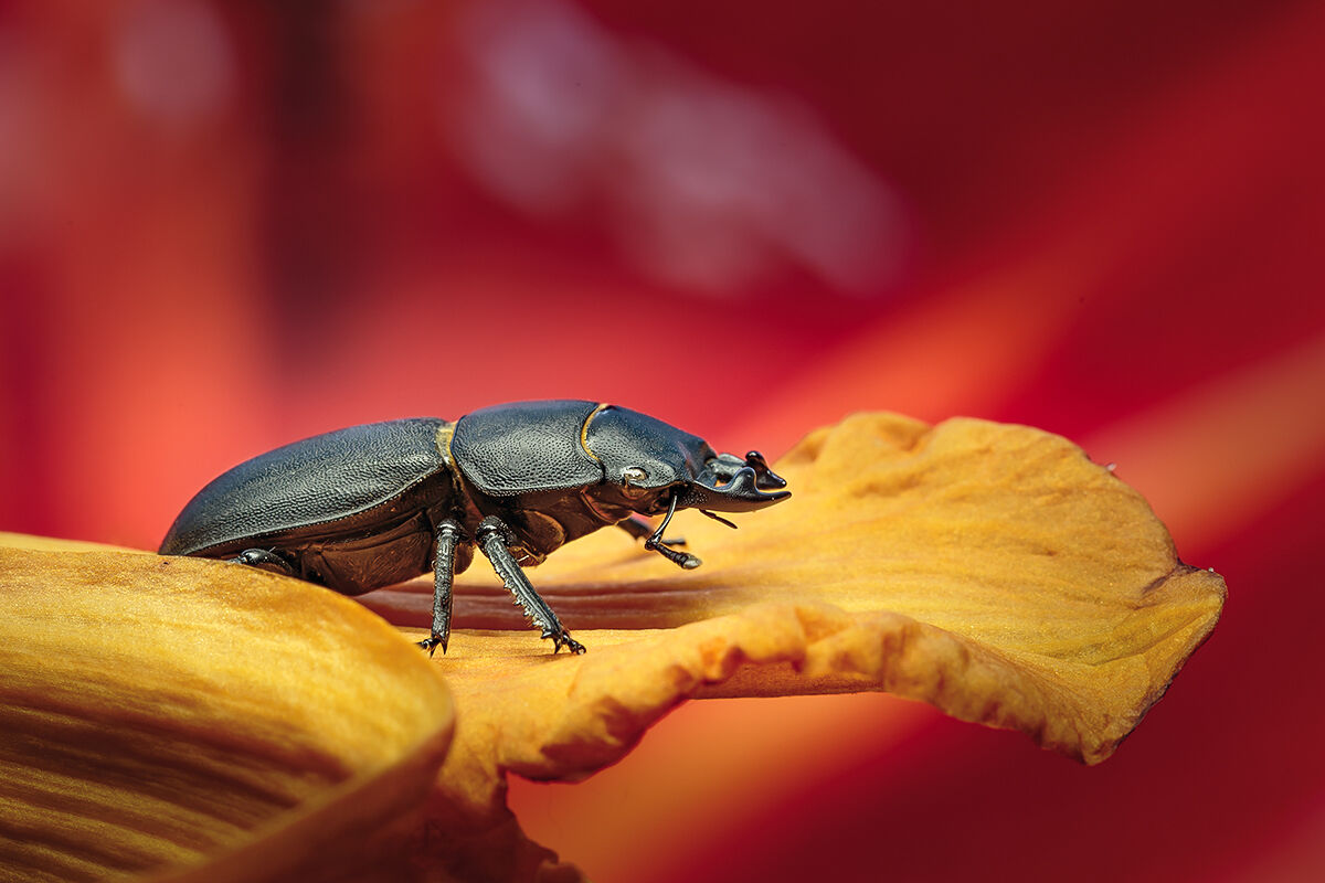 Dorcus parallelipipedus