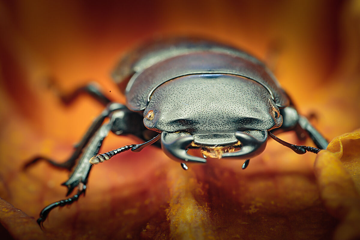 Dorcus parallelipipedus II