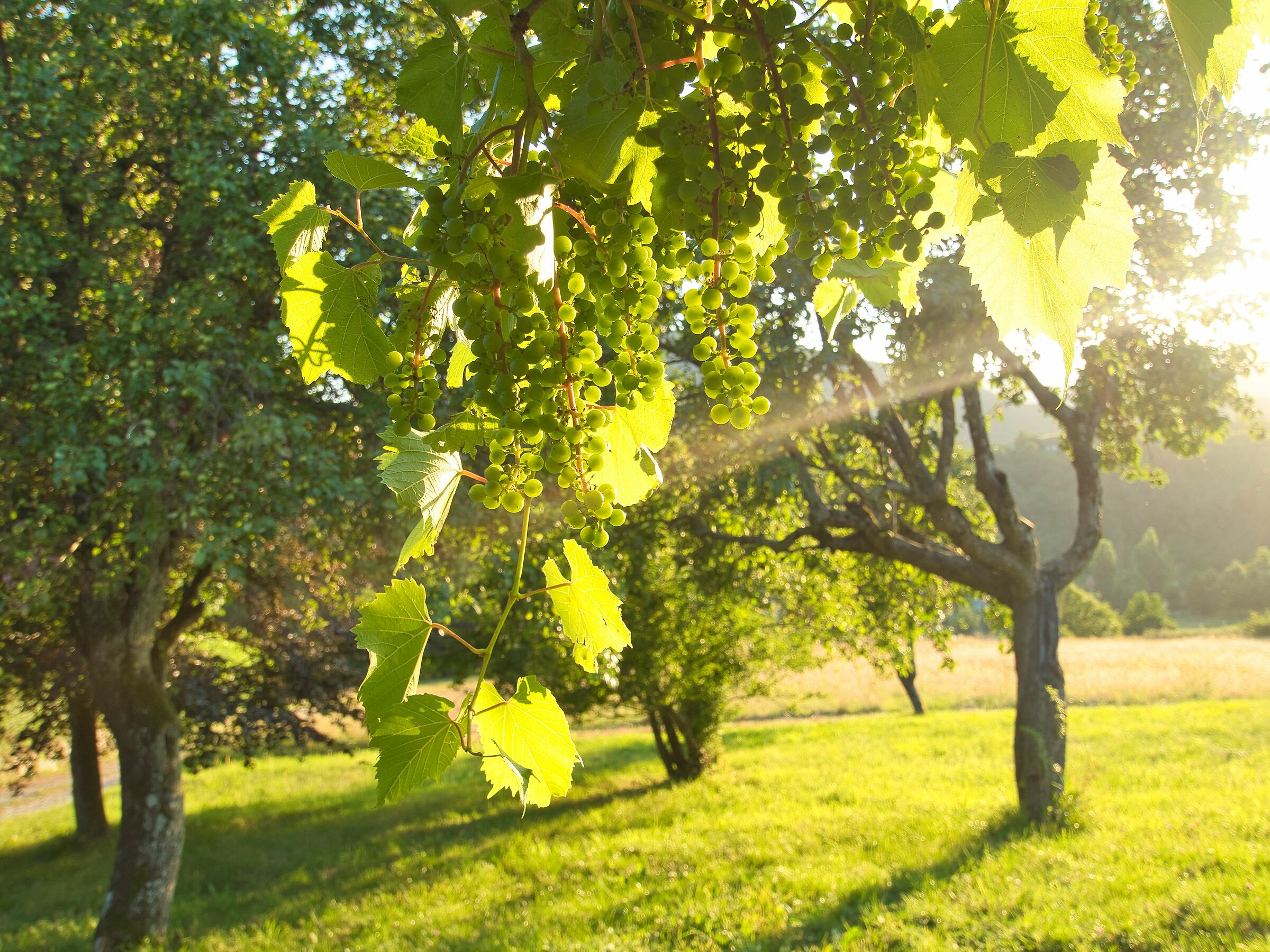 Grappoli d'uva in campagna