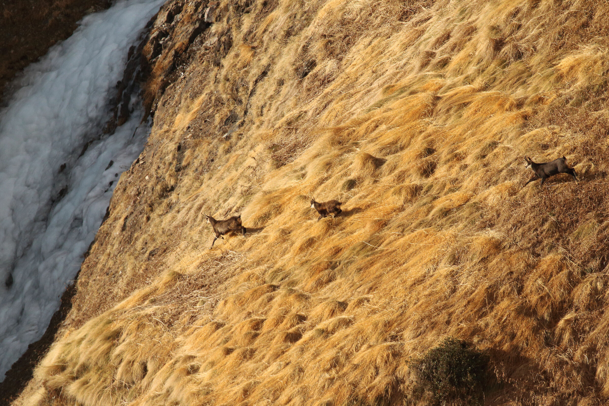 daring descents (chamois)