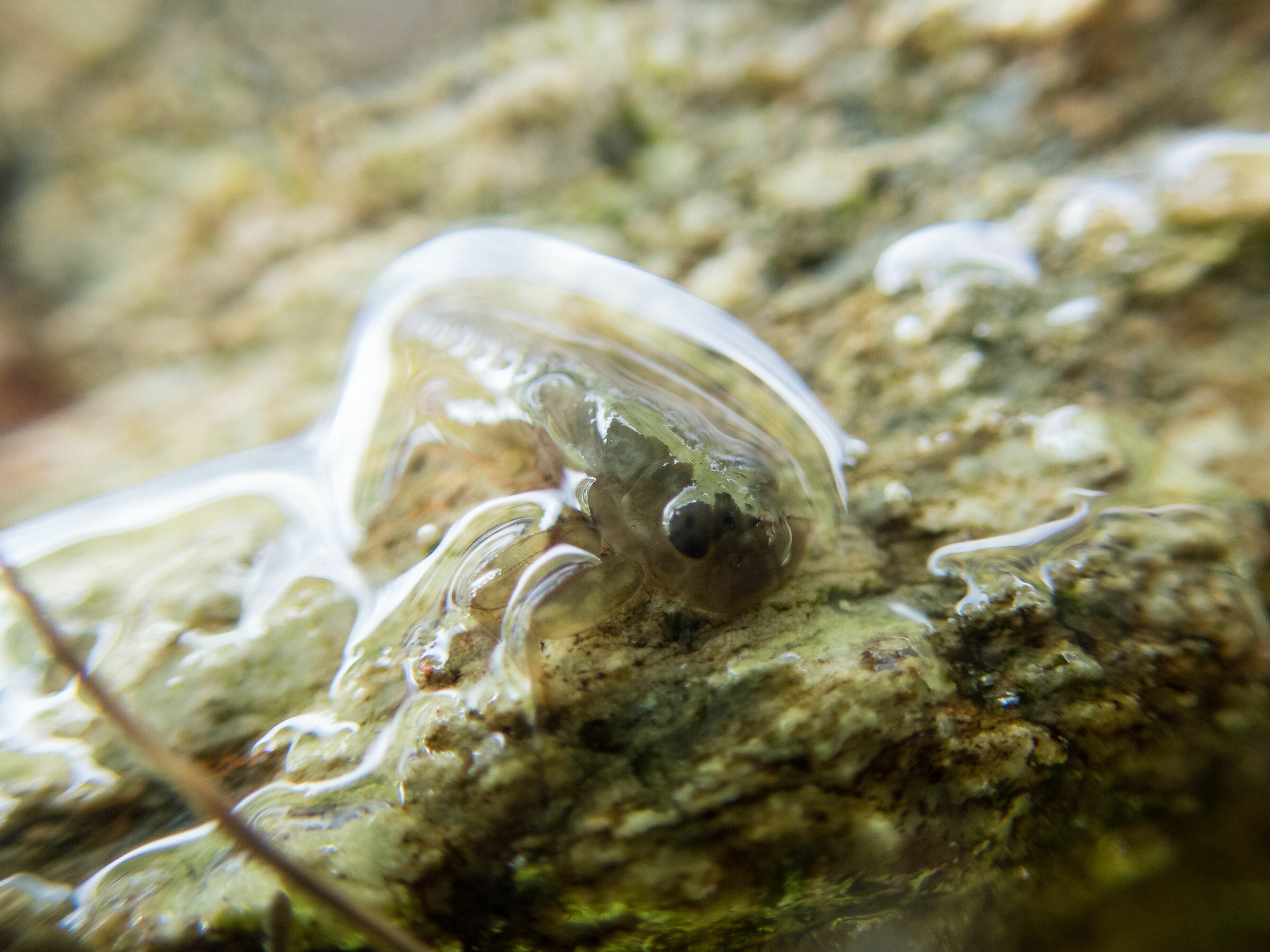Microfauna nel torrente alpino