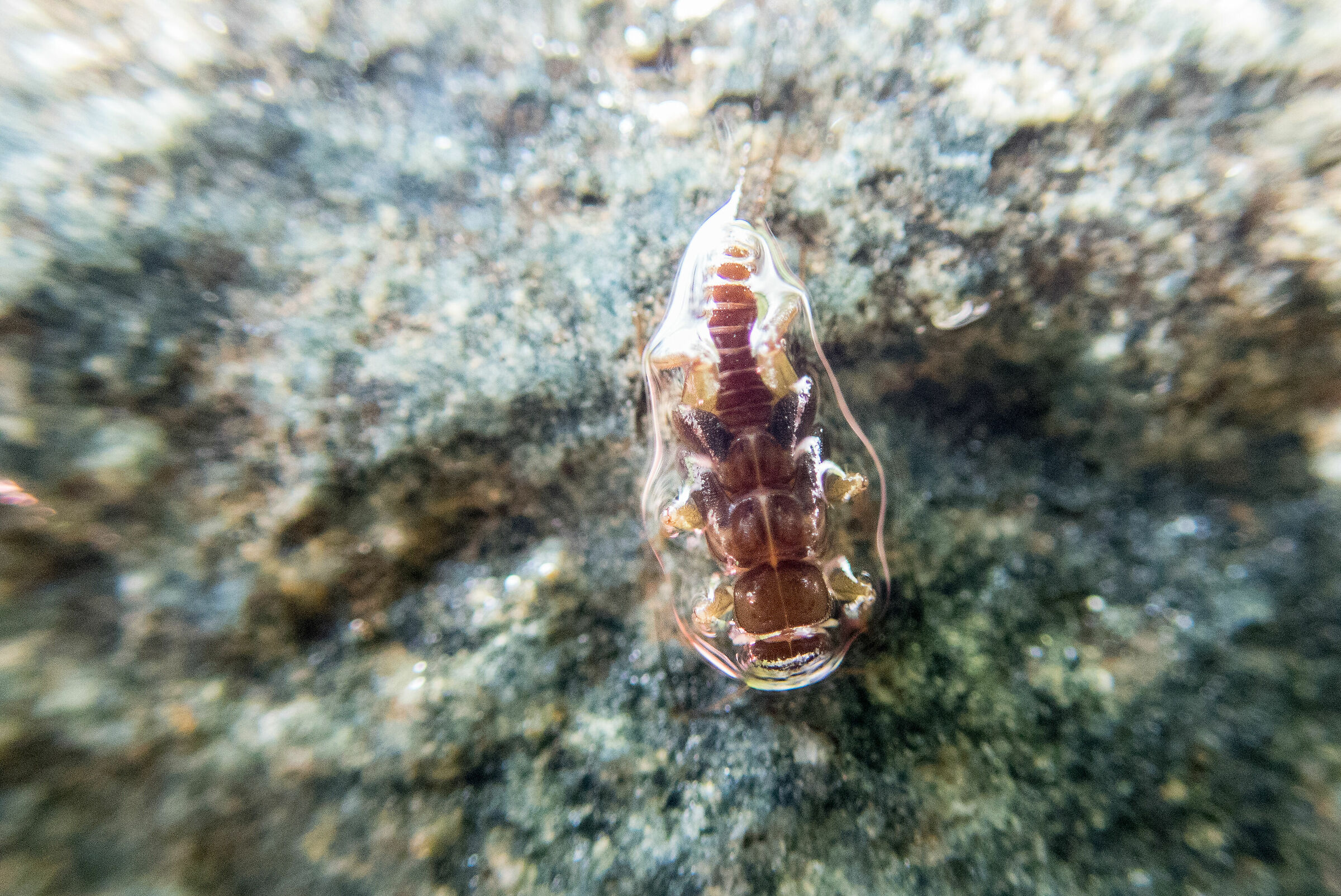 Microfauna nel torrente alpino #2
