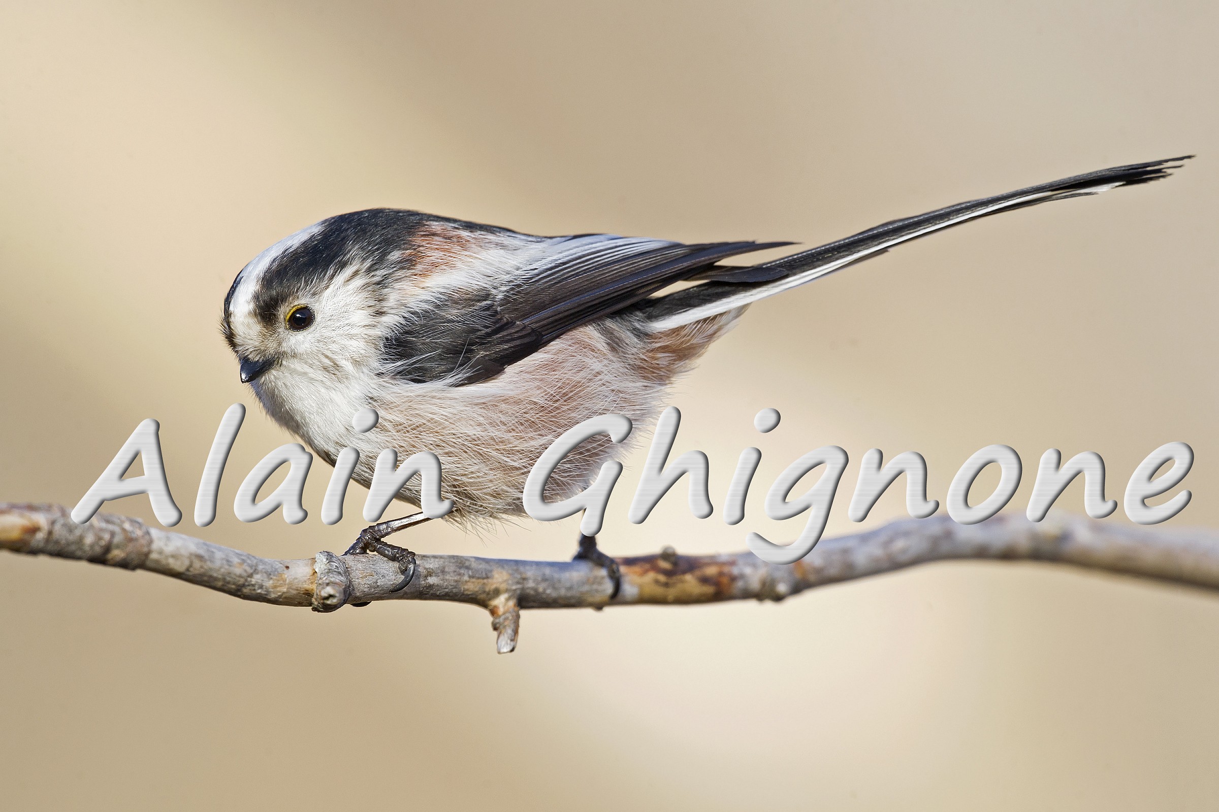 piccola palla di piume con coda lunga o codibugnolo