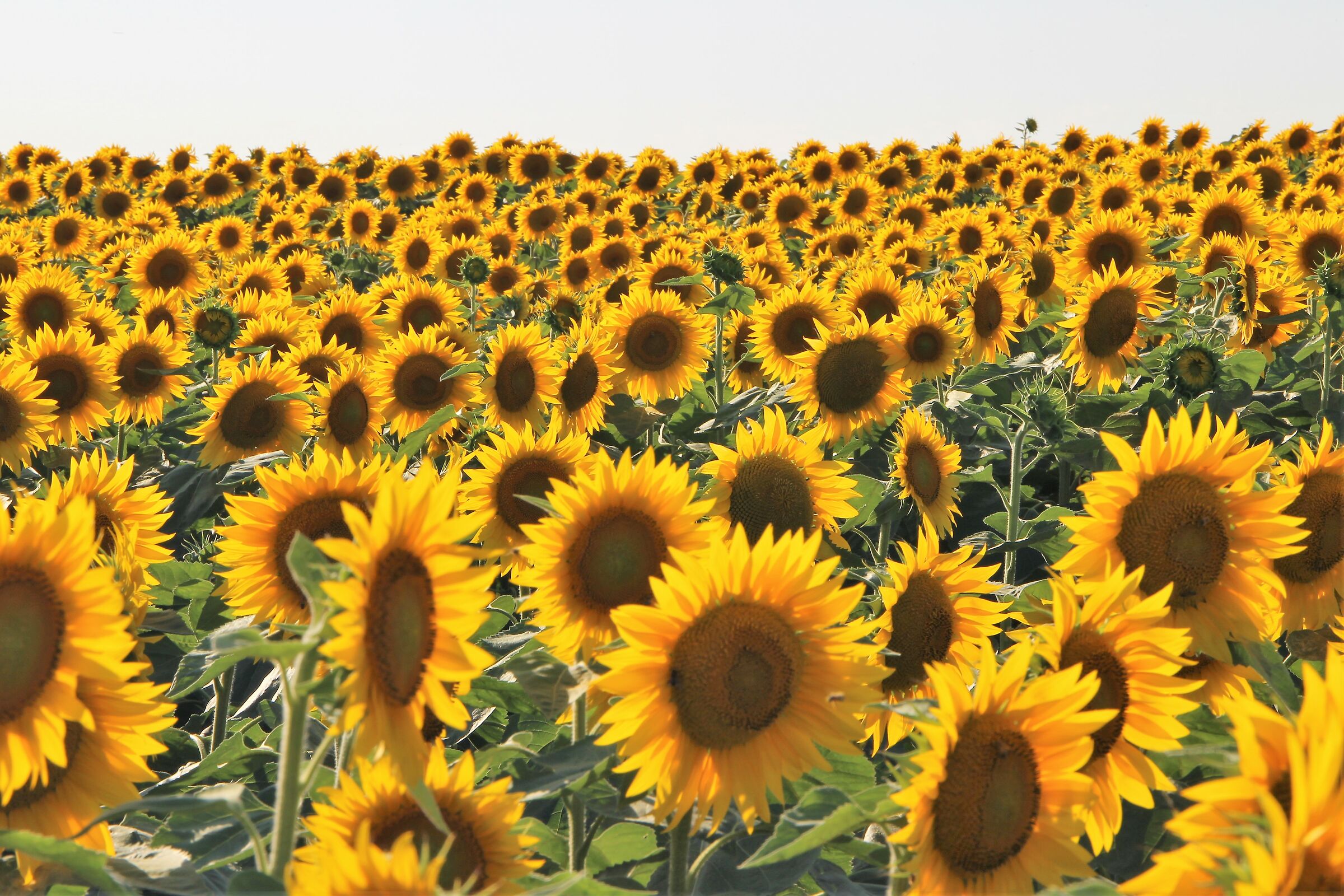 Sunflowers