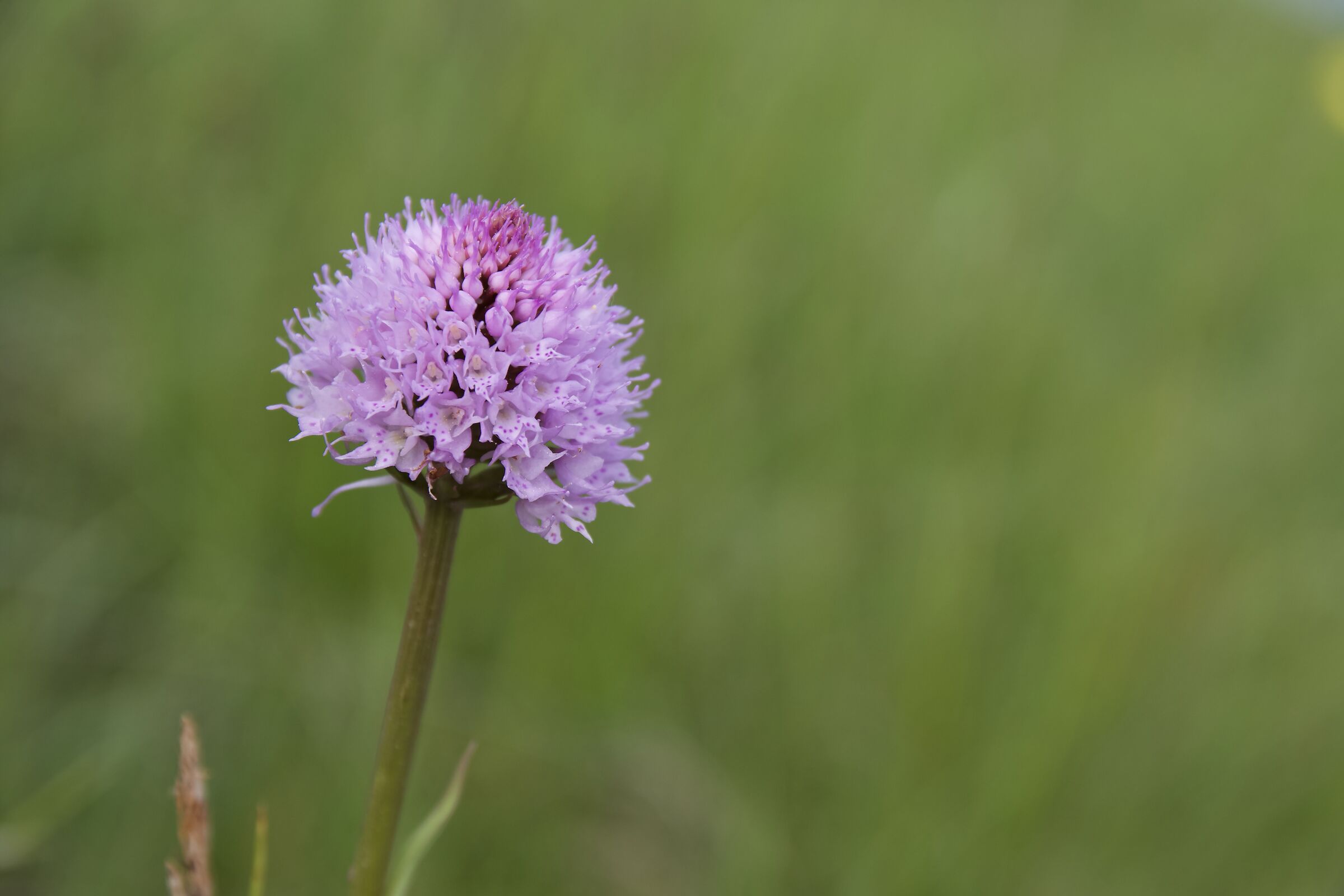 traunsteinera globesa