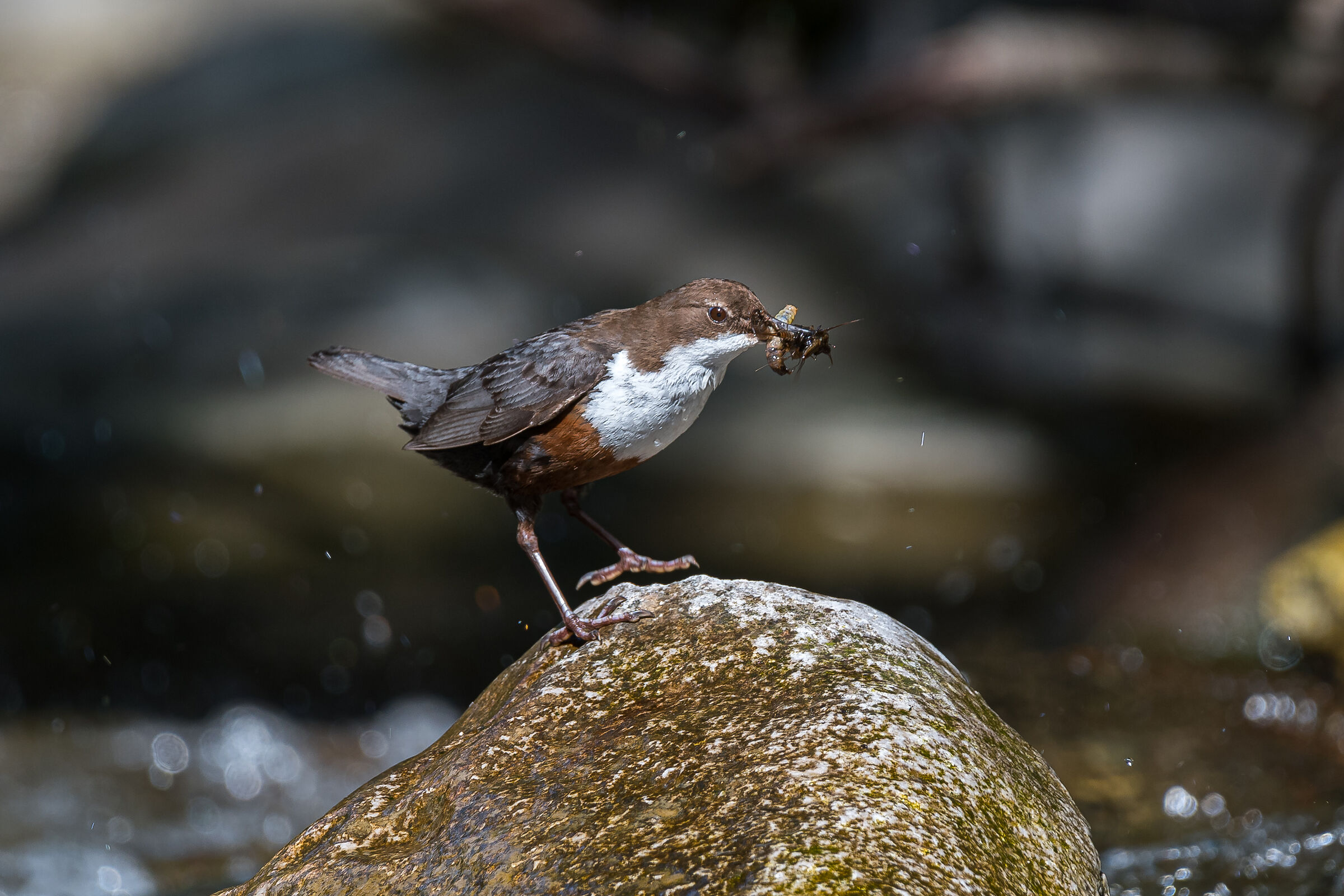 In bilico (merlo acquaiolo)