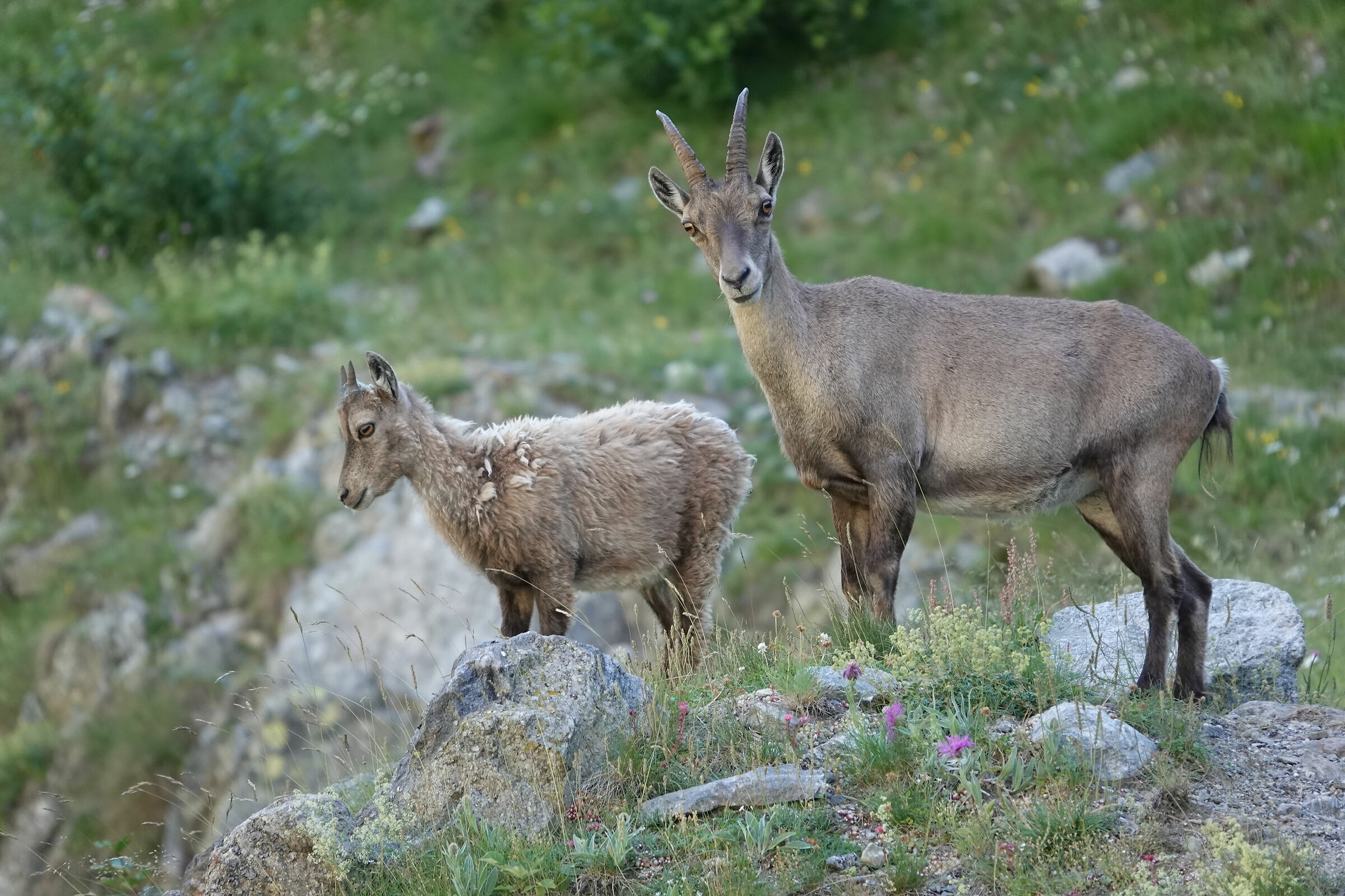Mom ibex with puppy