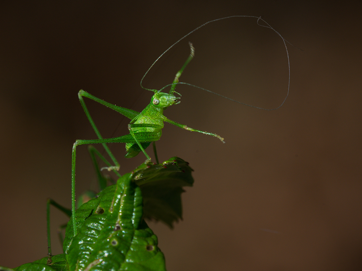 Cleaning the antennas