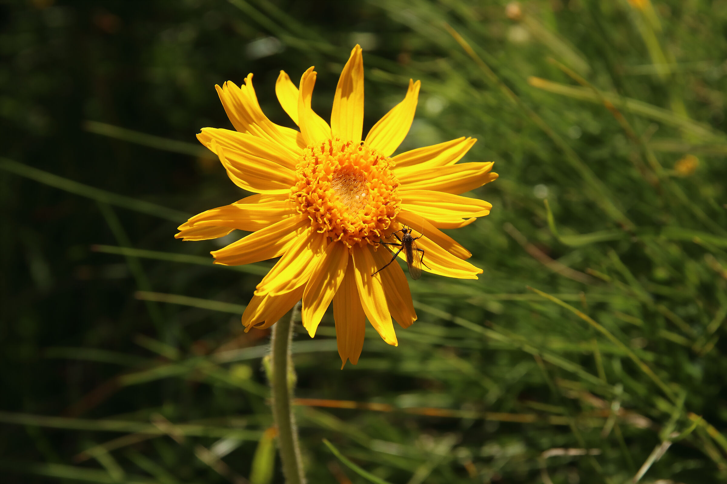 arnica ovunque