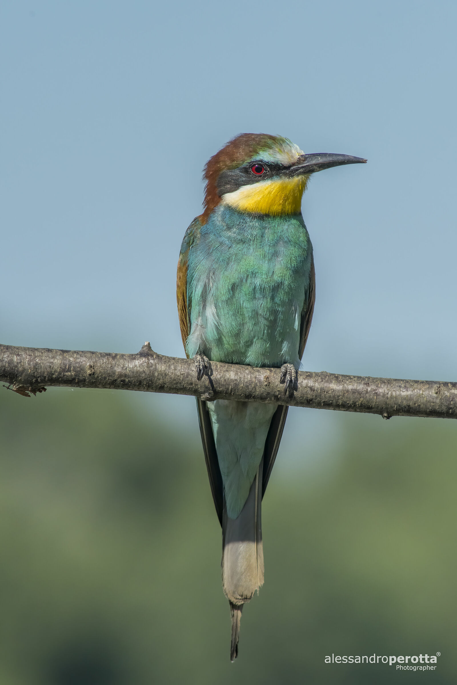 Merops Apiaster