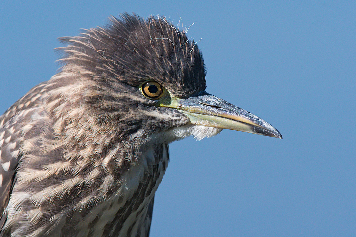 Ritratto di giovane Nitticora