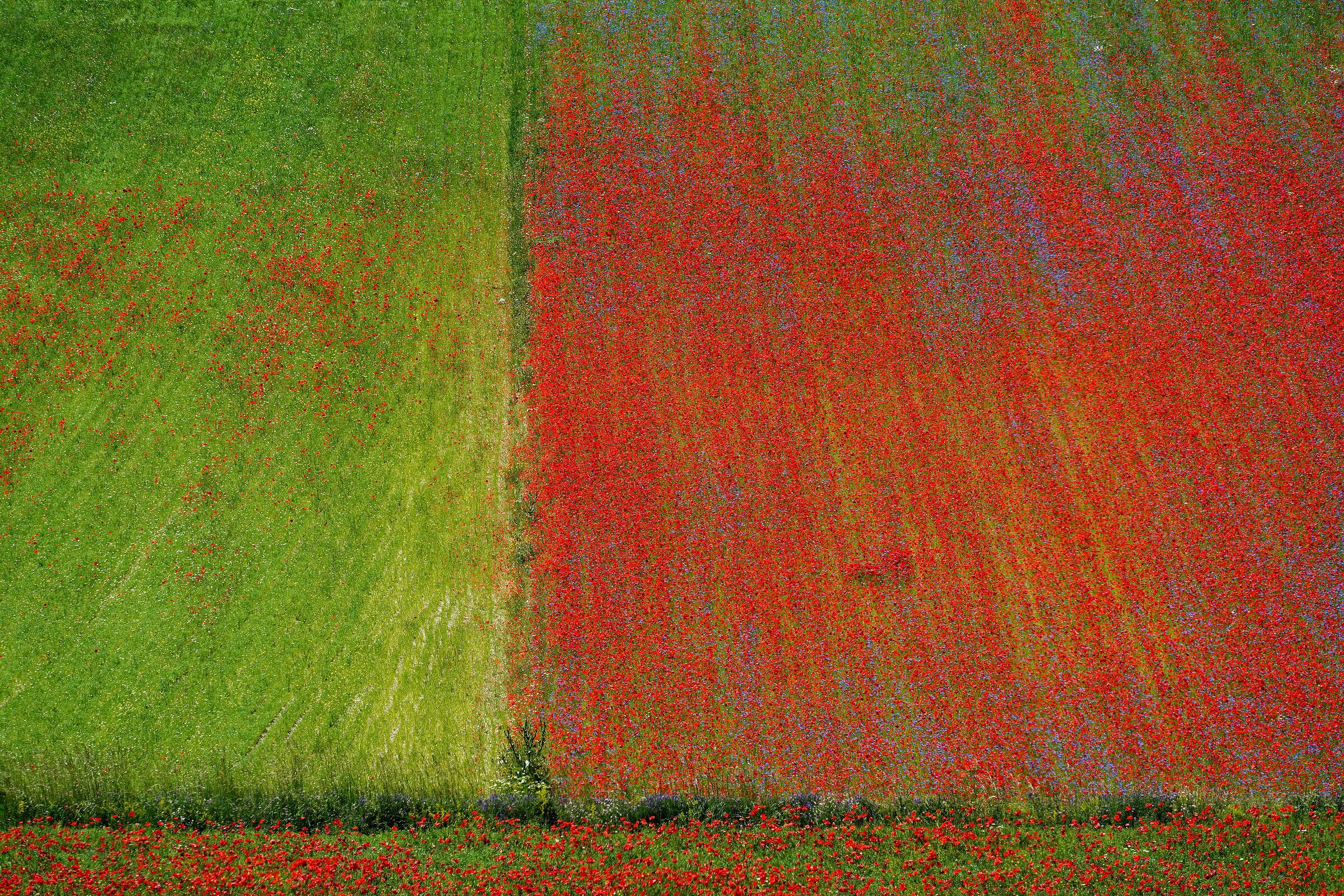 Castelluccio 2020. 2
