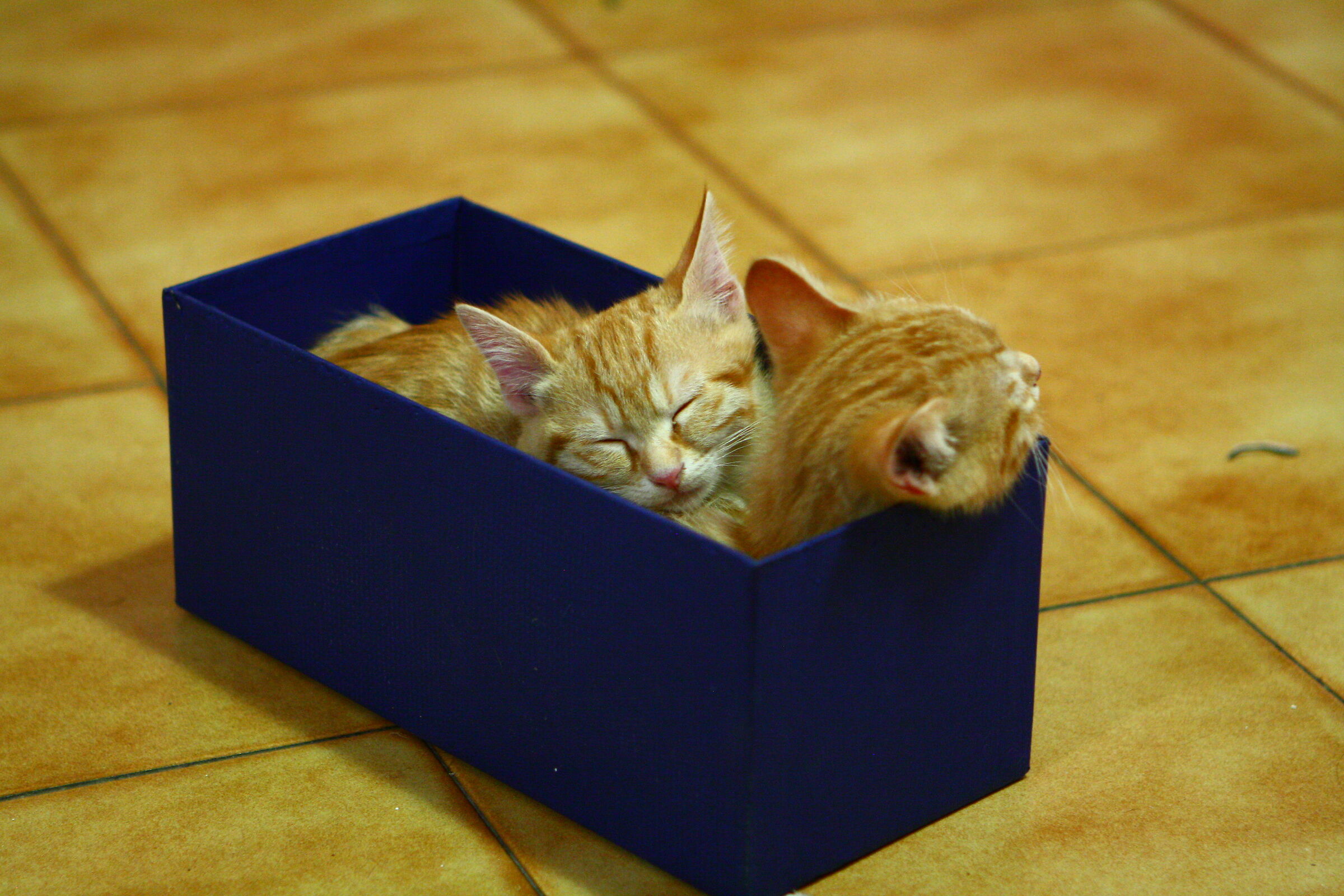 Zeus and Arthur very comfortable.