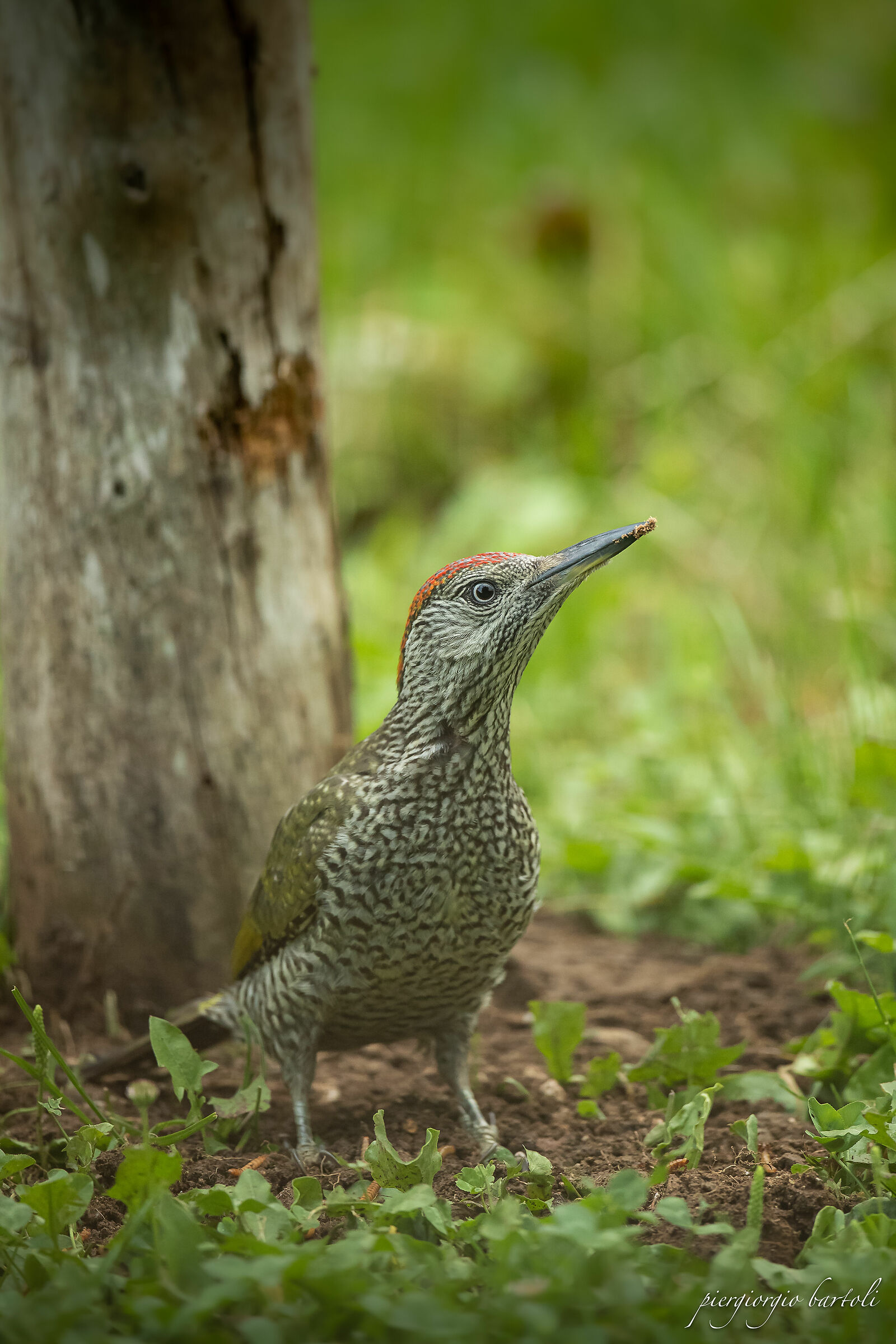 Giovane picchio verde