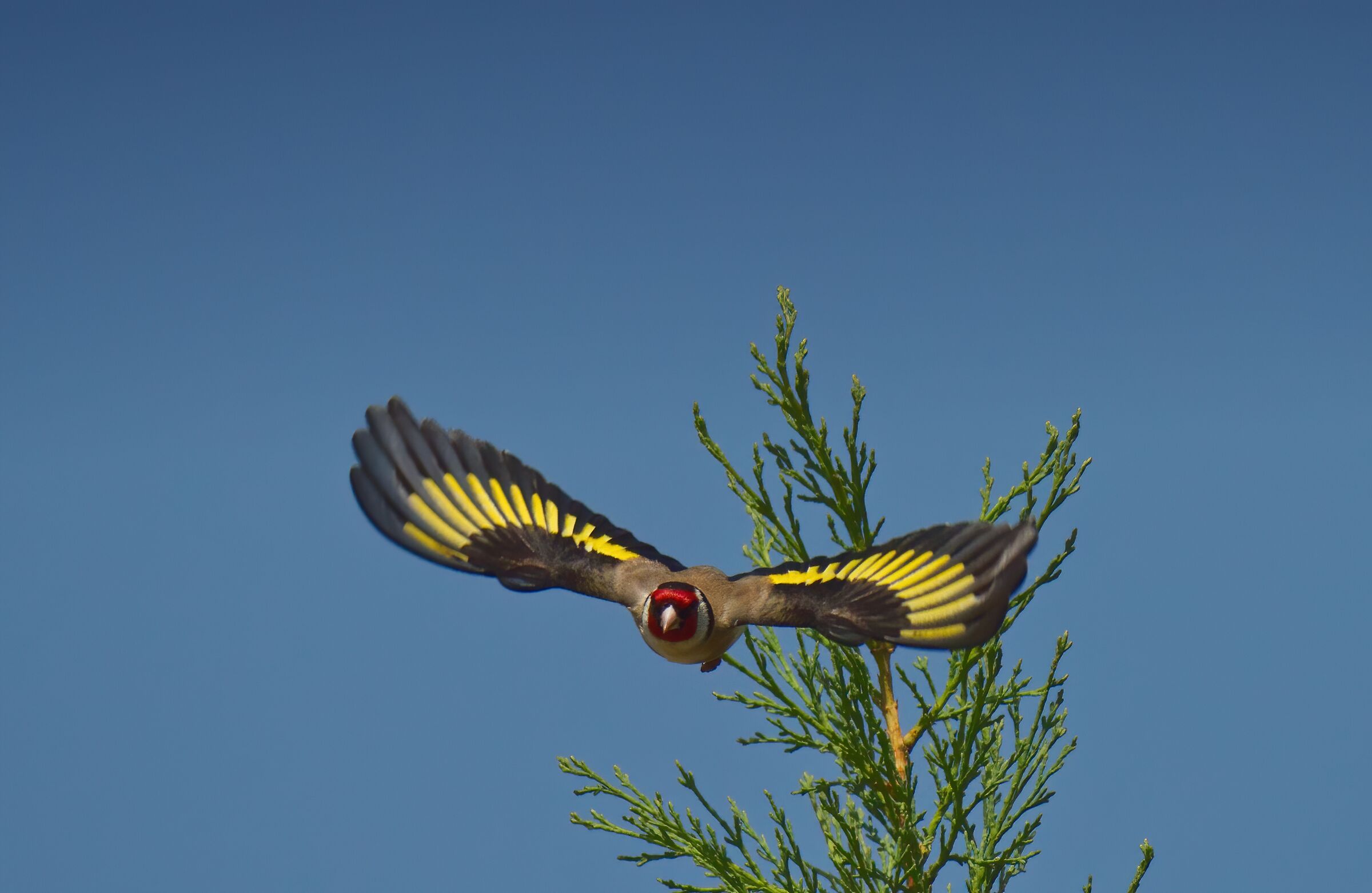 The gliding of the cardellino