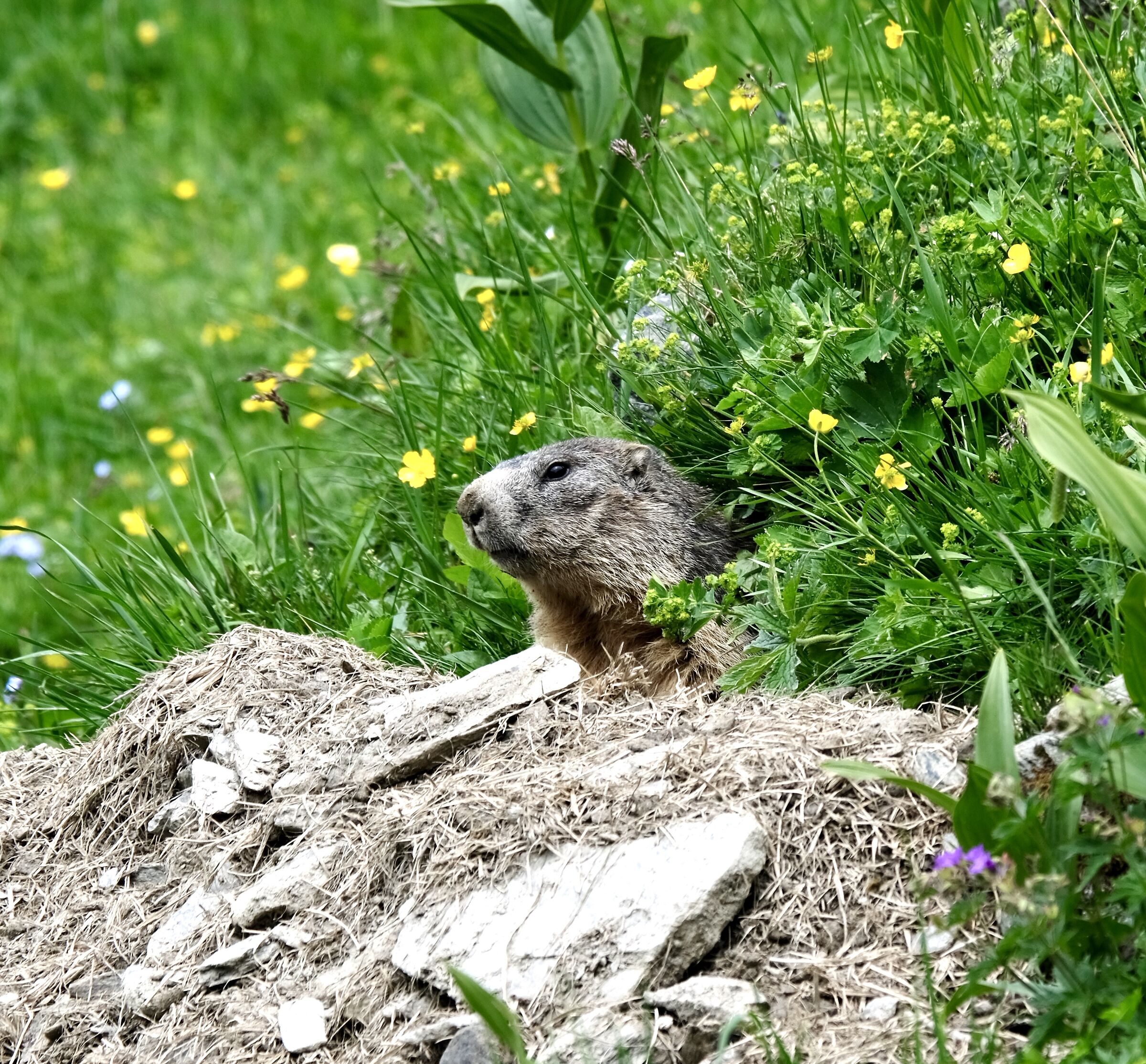 Ritratto di marmotta ~ Rhemes