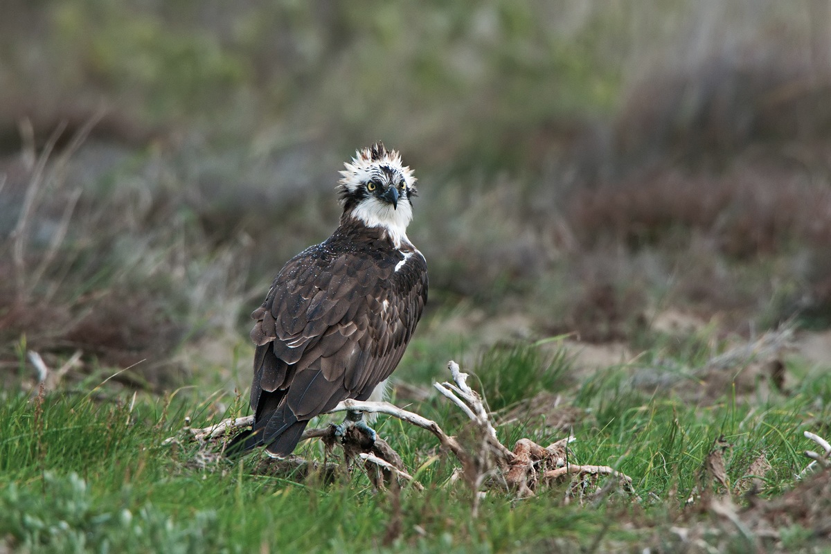 falco pescatore sotto la pioggia