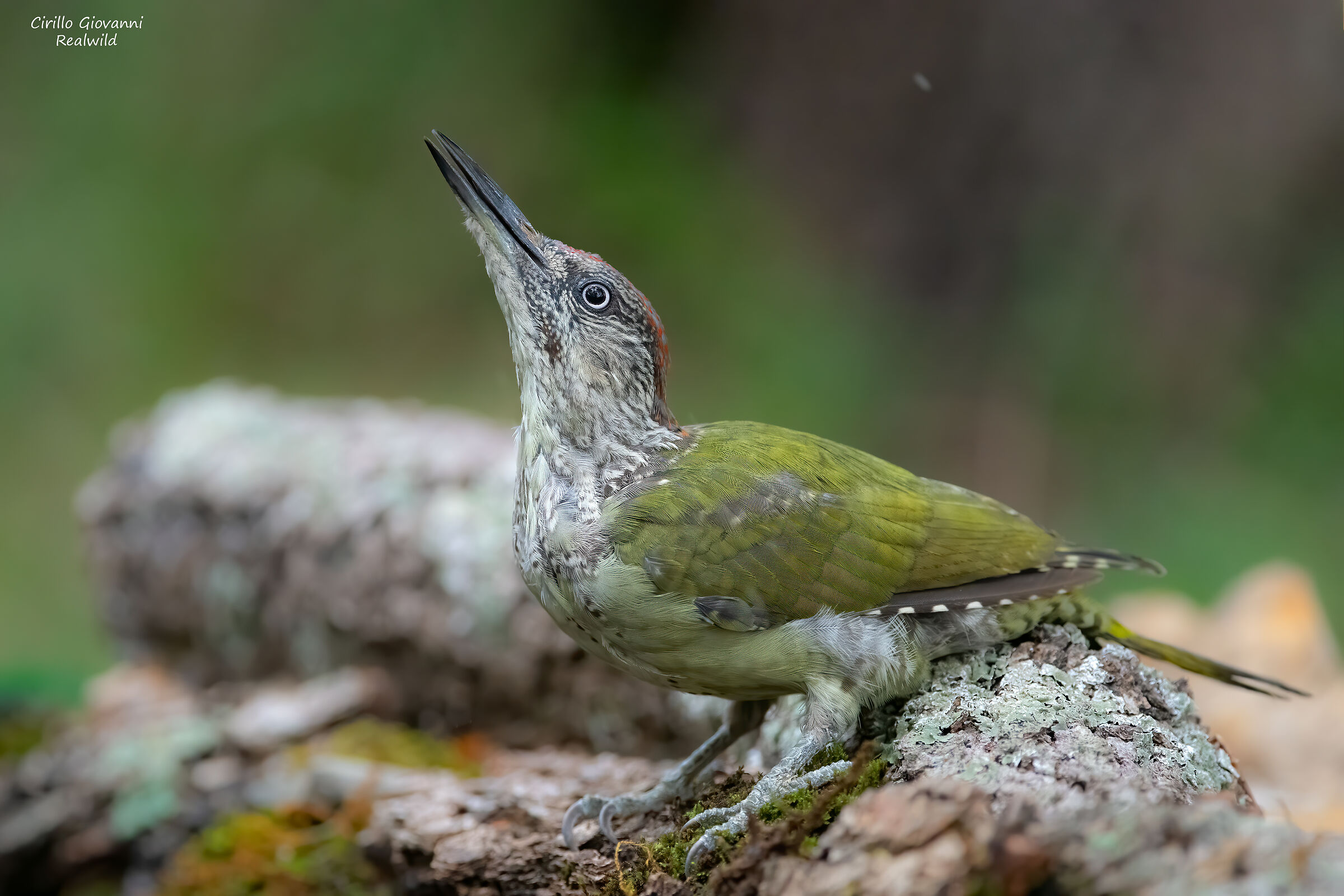 green woodpecker