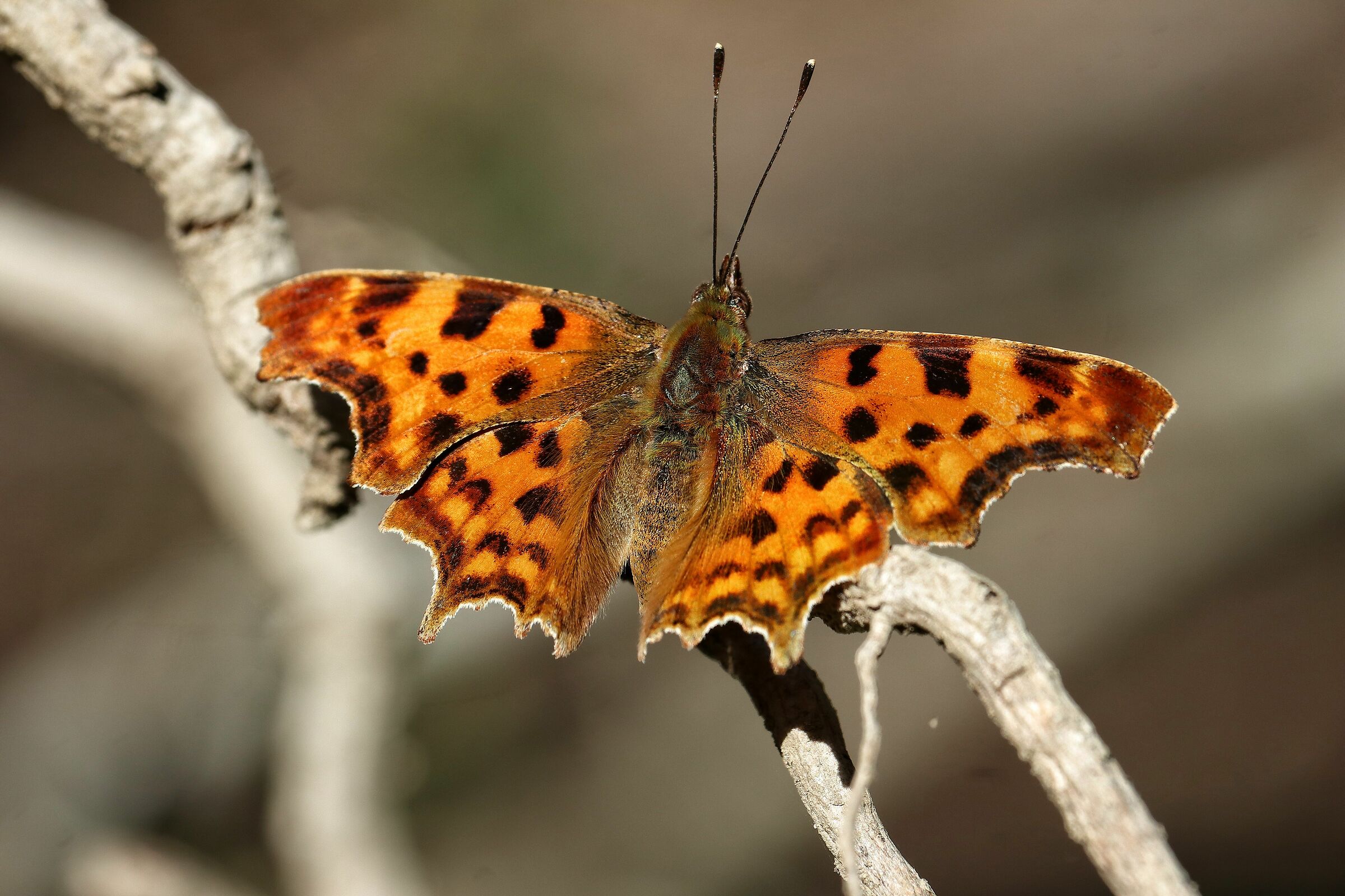 Polygonia