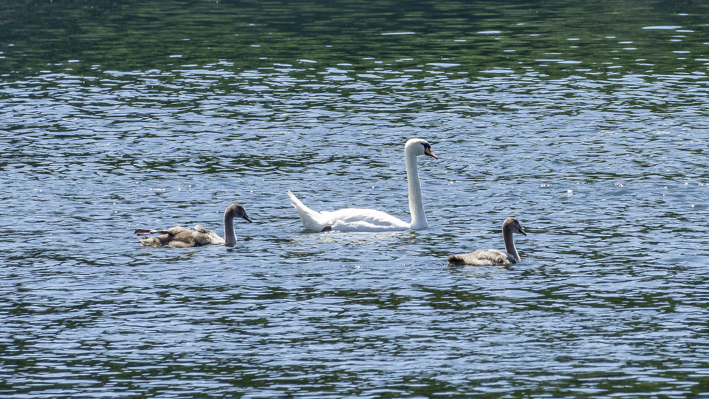 Sunday, July 5, 2020, 12:37:36