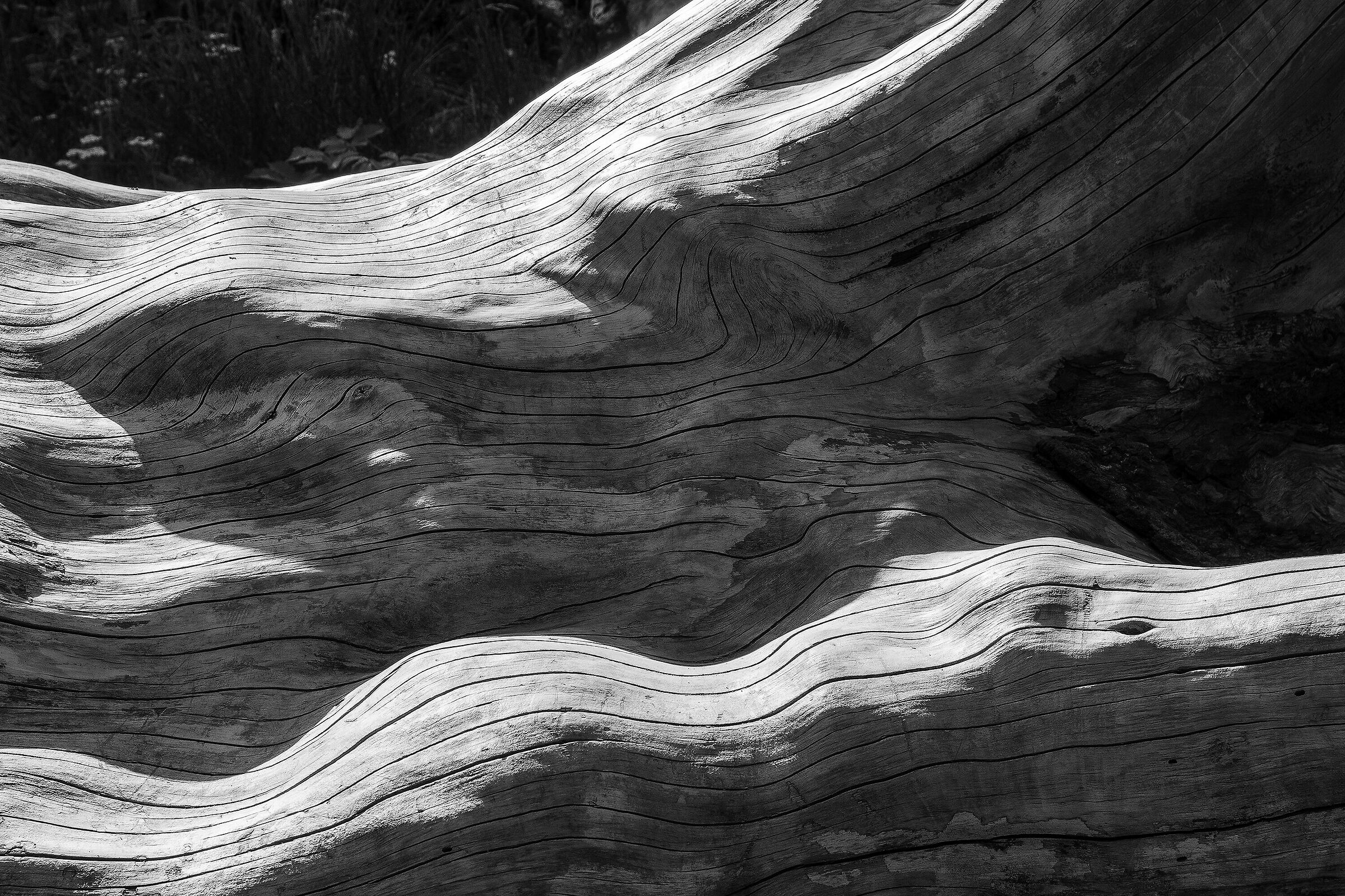 particolare della radice