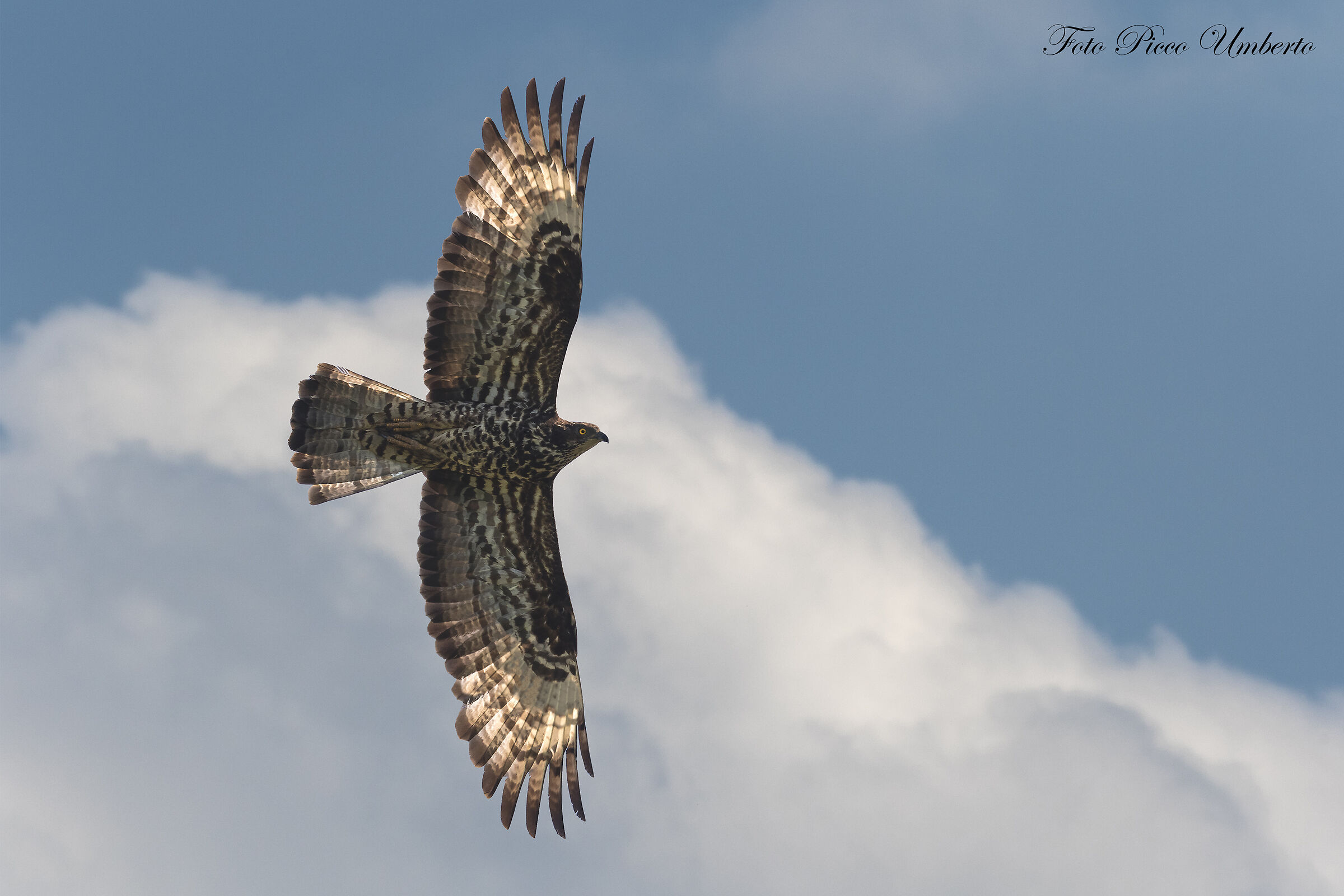 all' improvviso la virata