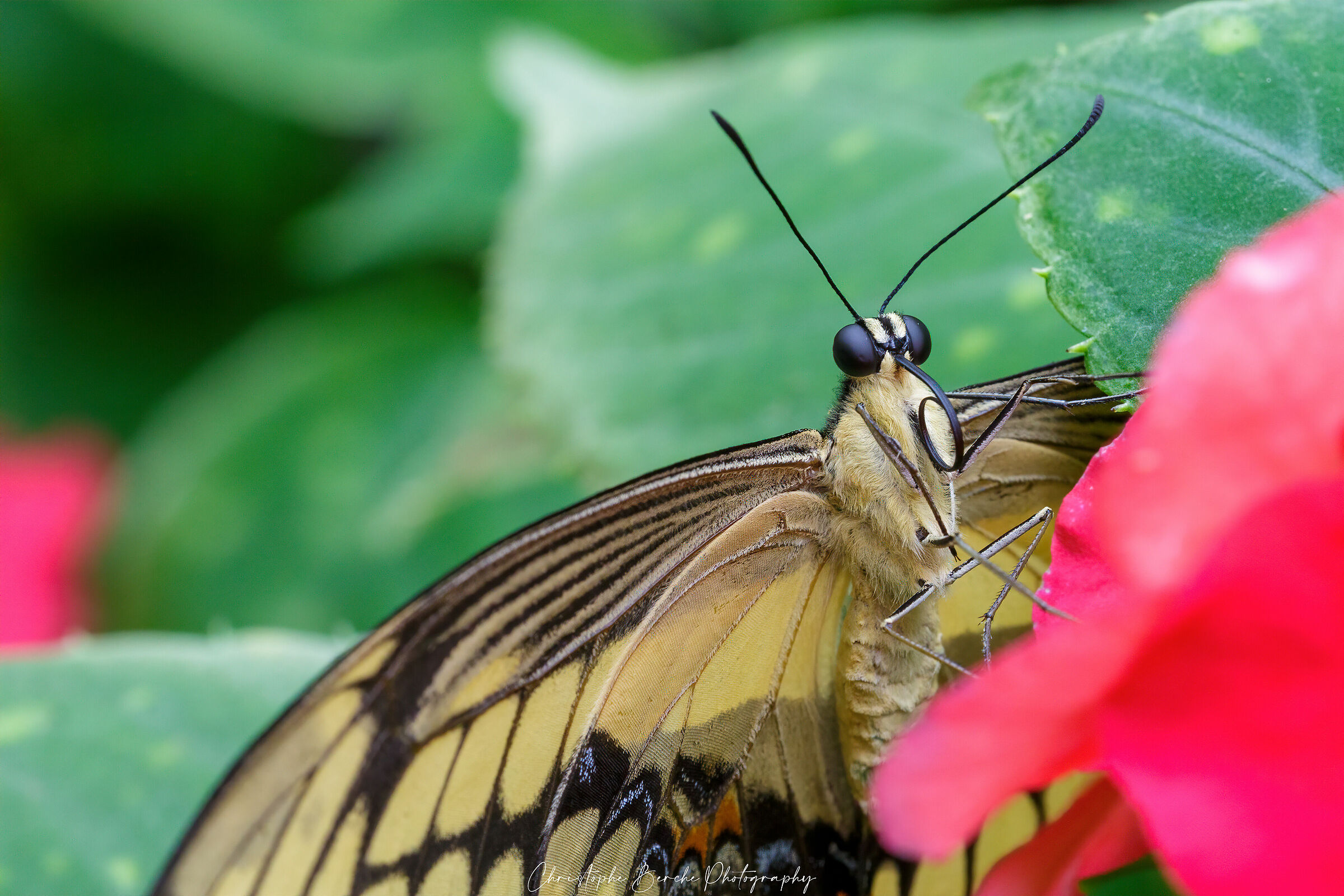 Old world swallowtail