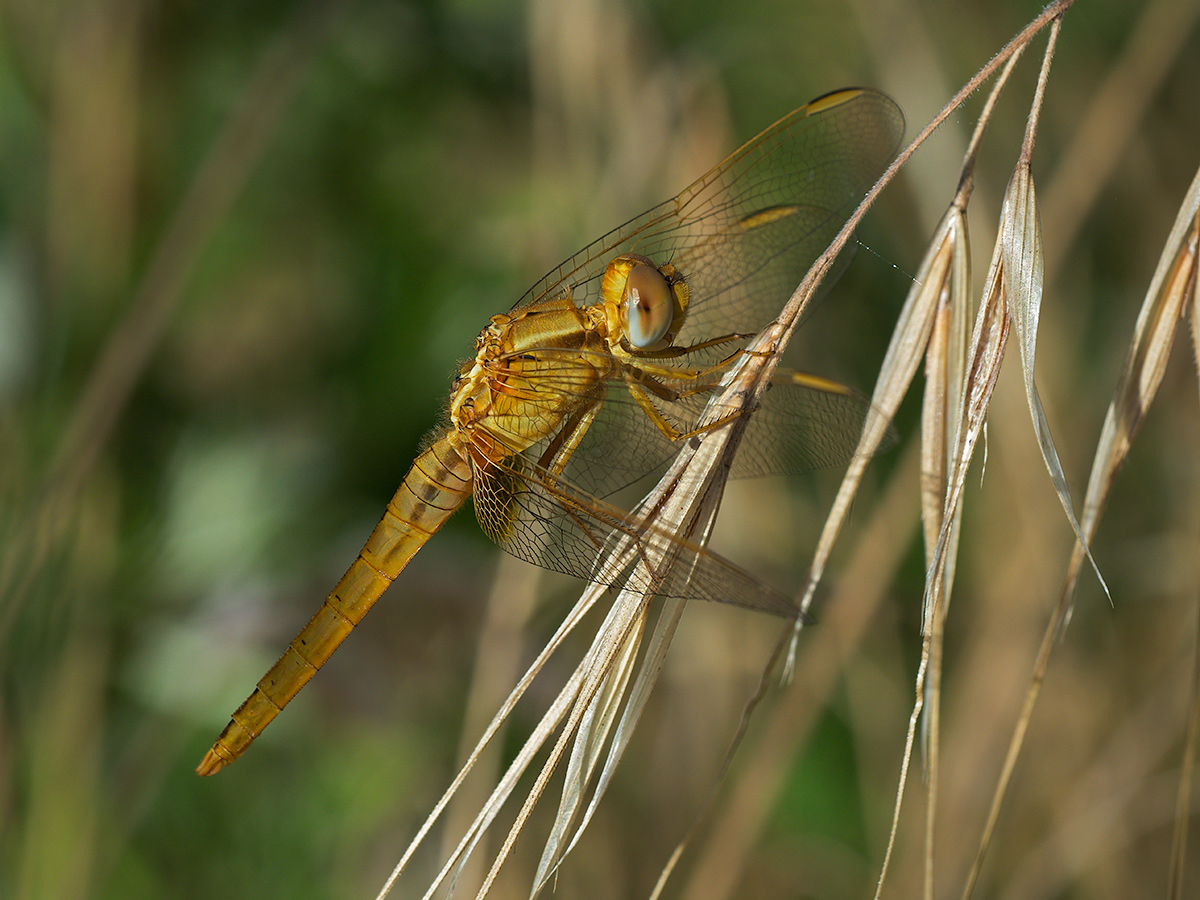 Dragonfly
