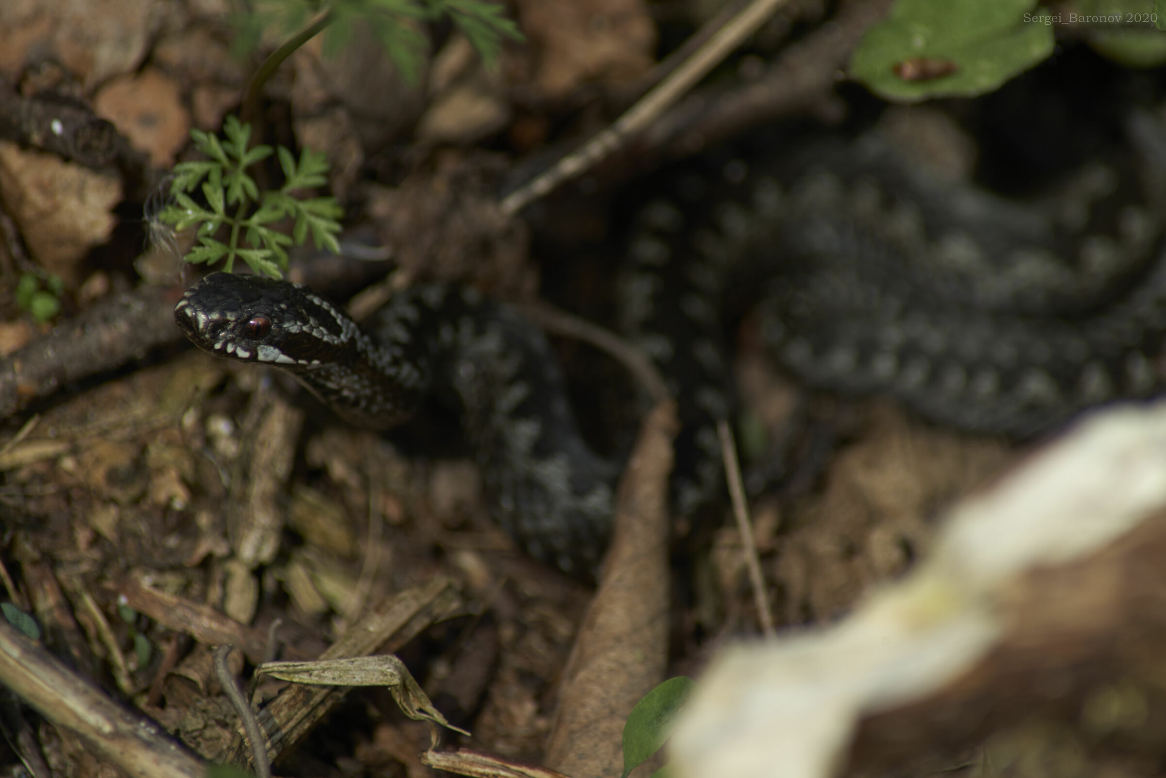 è pronto per un tiro