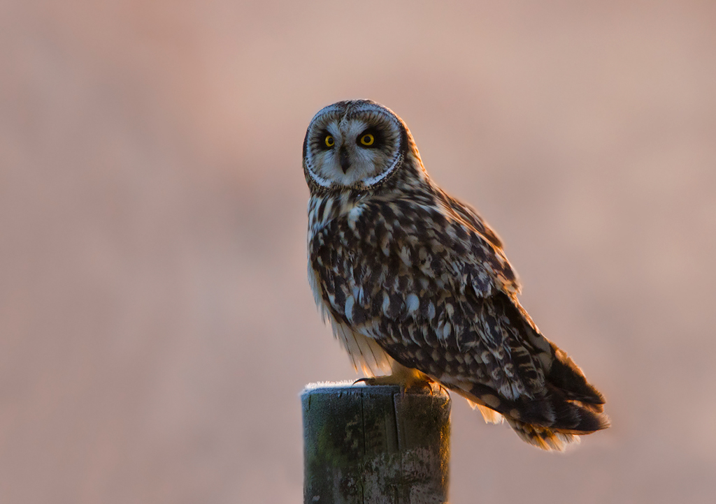Back Lit Short Eared Owl